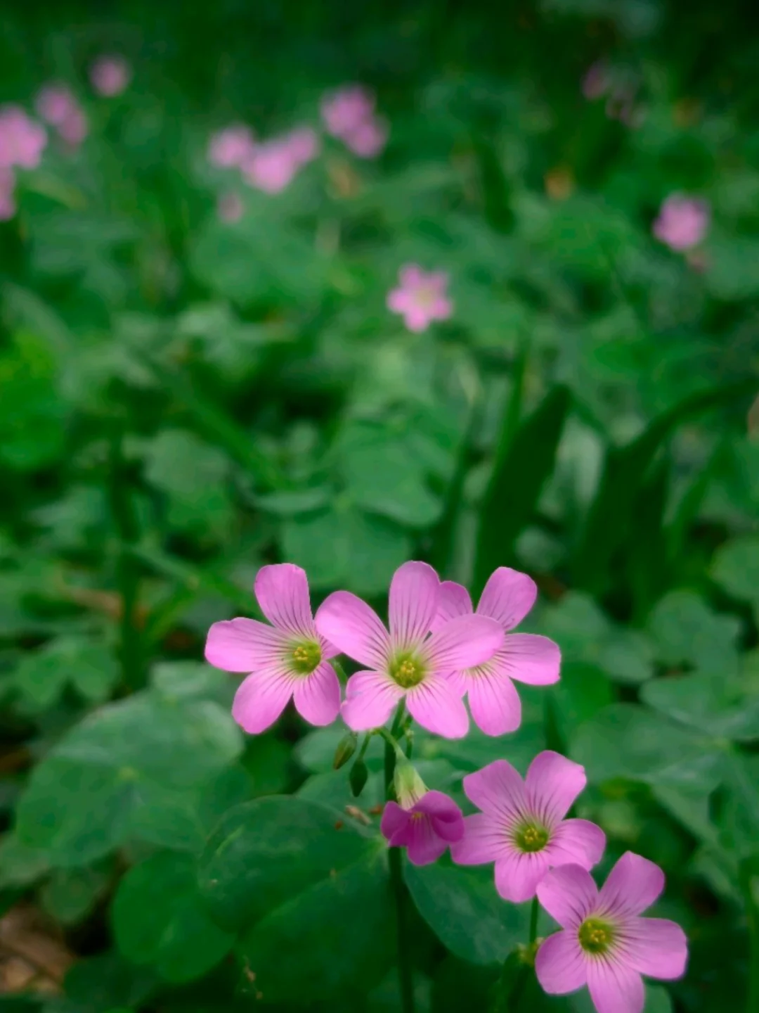 紫色的花