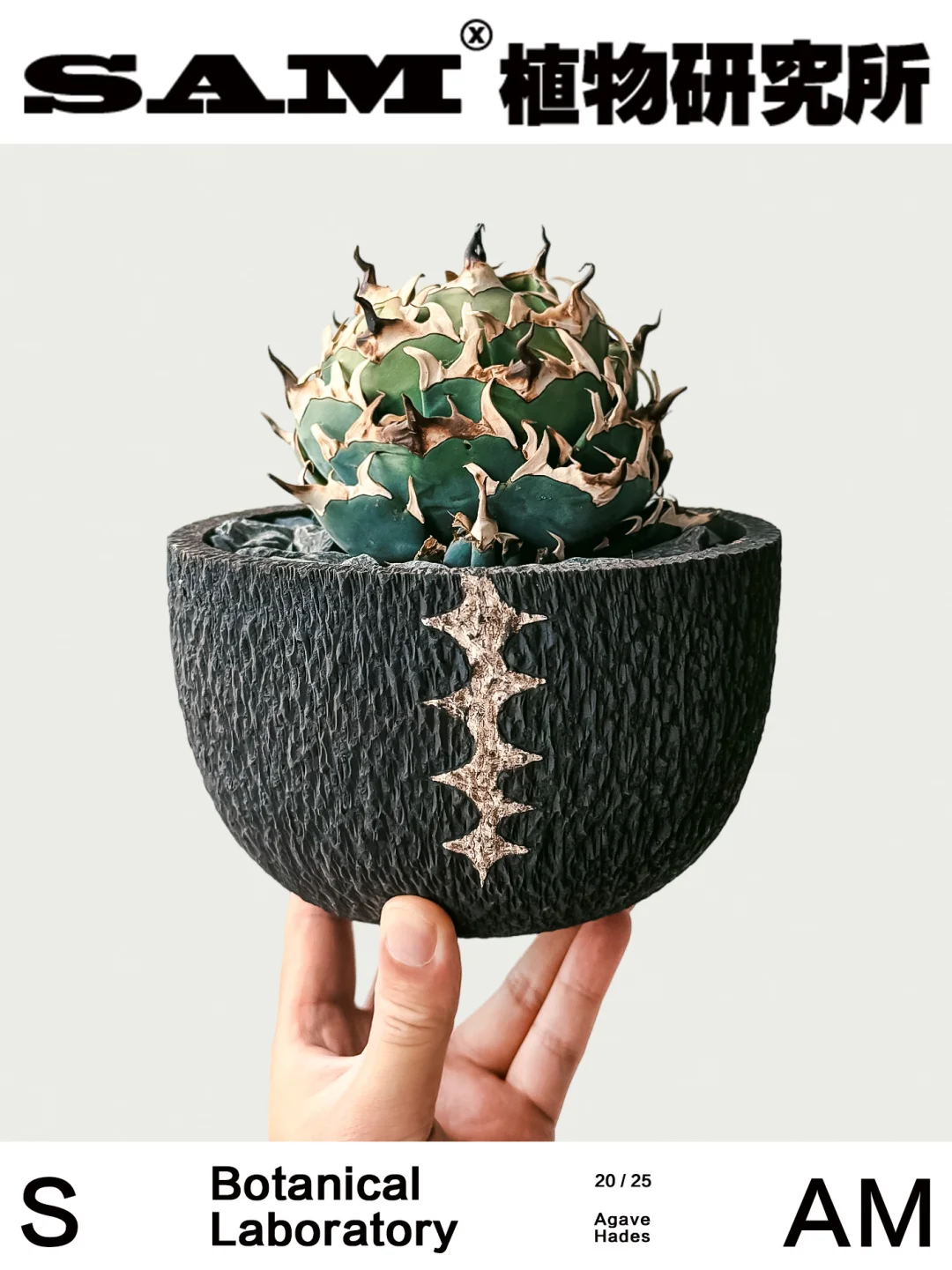 黑帝斯龙舌兰｜Agave Hades