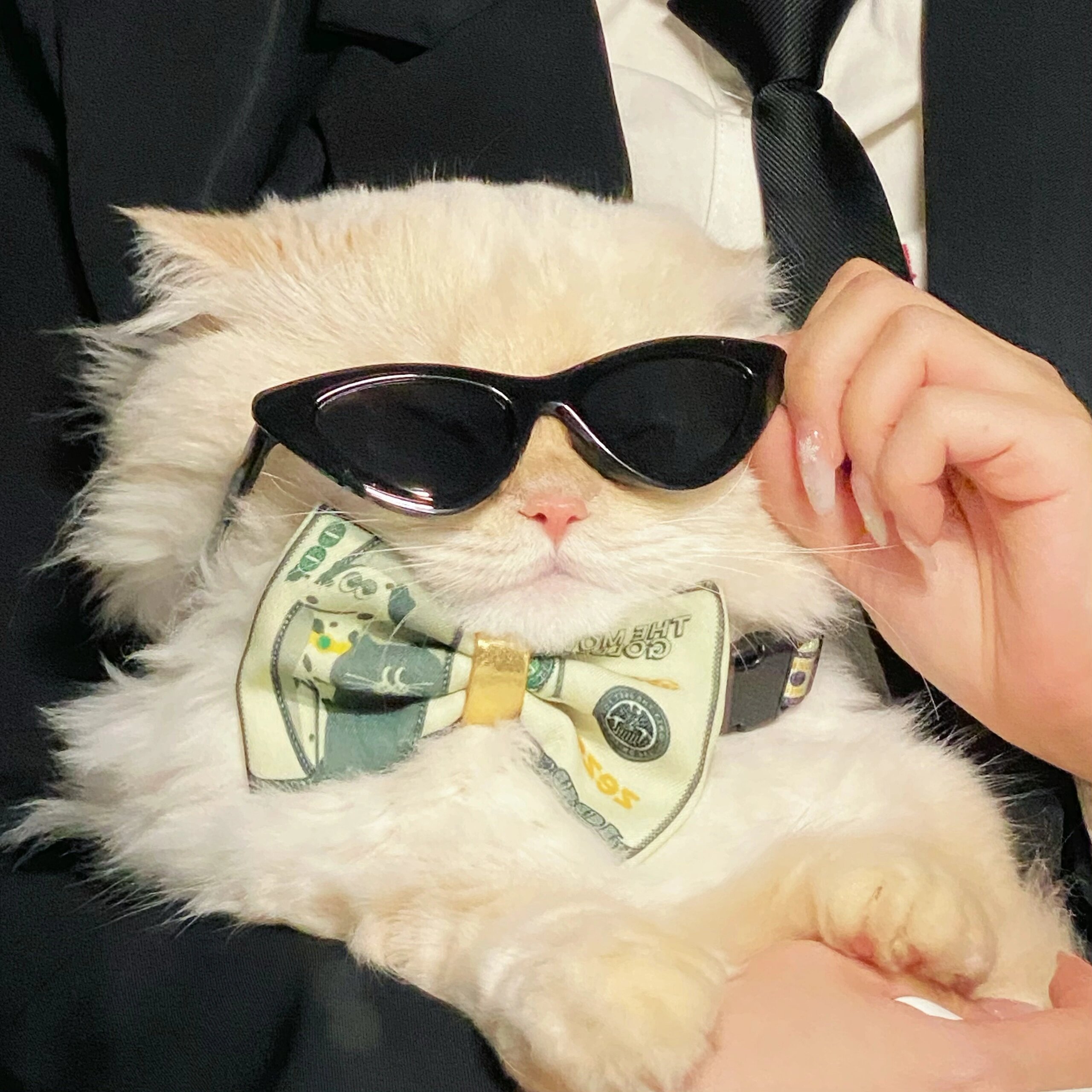 猫猫我墨镜一带，谁也不爱🕶️ ​​​