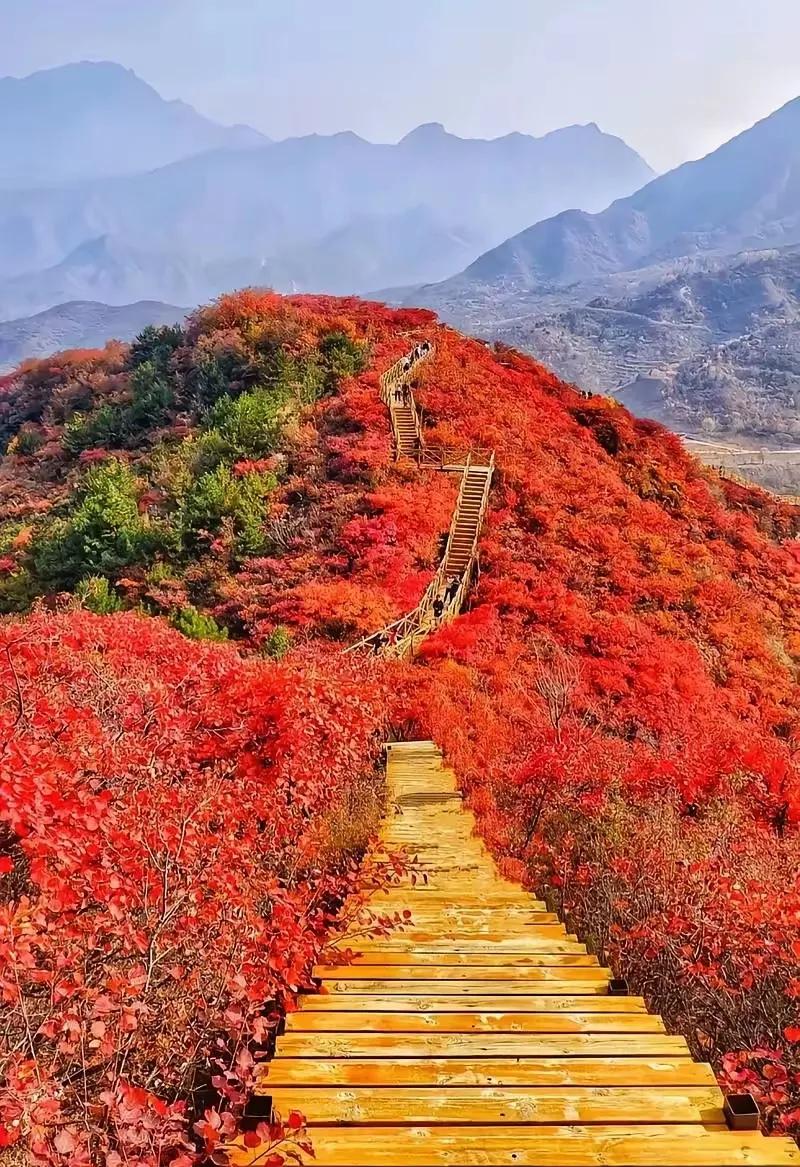 上联：历尽风霜香山红；
下联：？？？