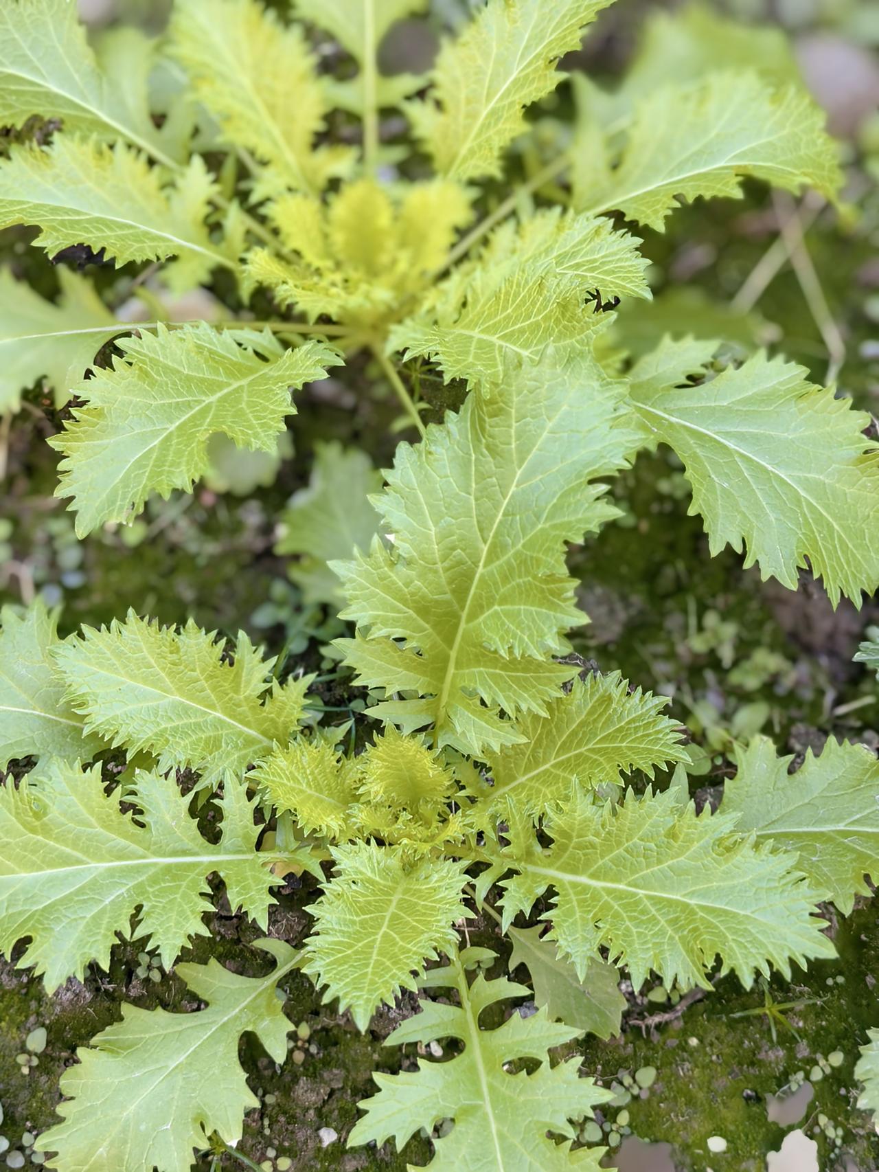 有家长联名上书，要求撤换语文老师兼班主任。原因是家长发现孩子的语文老师兼班主任王