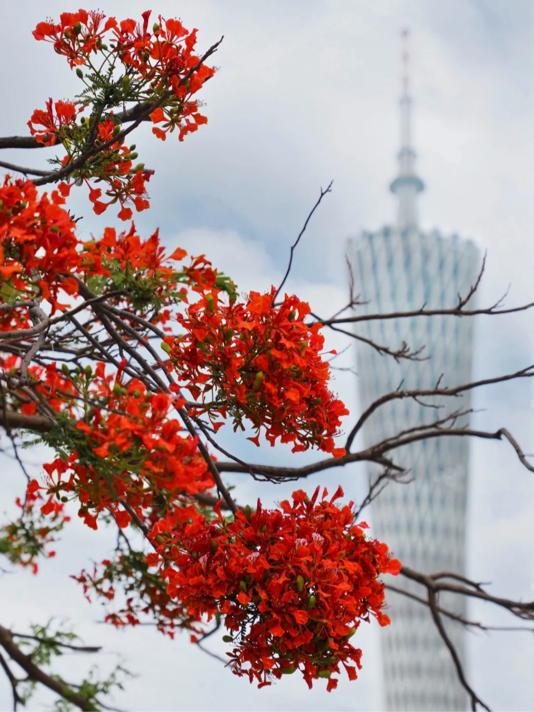 广州｜凤凰花开红似火🌺收好这份赏花地图🔍