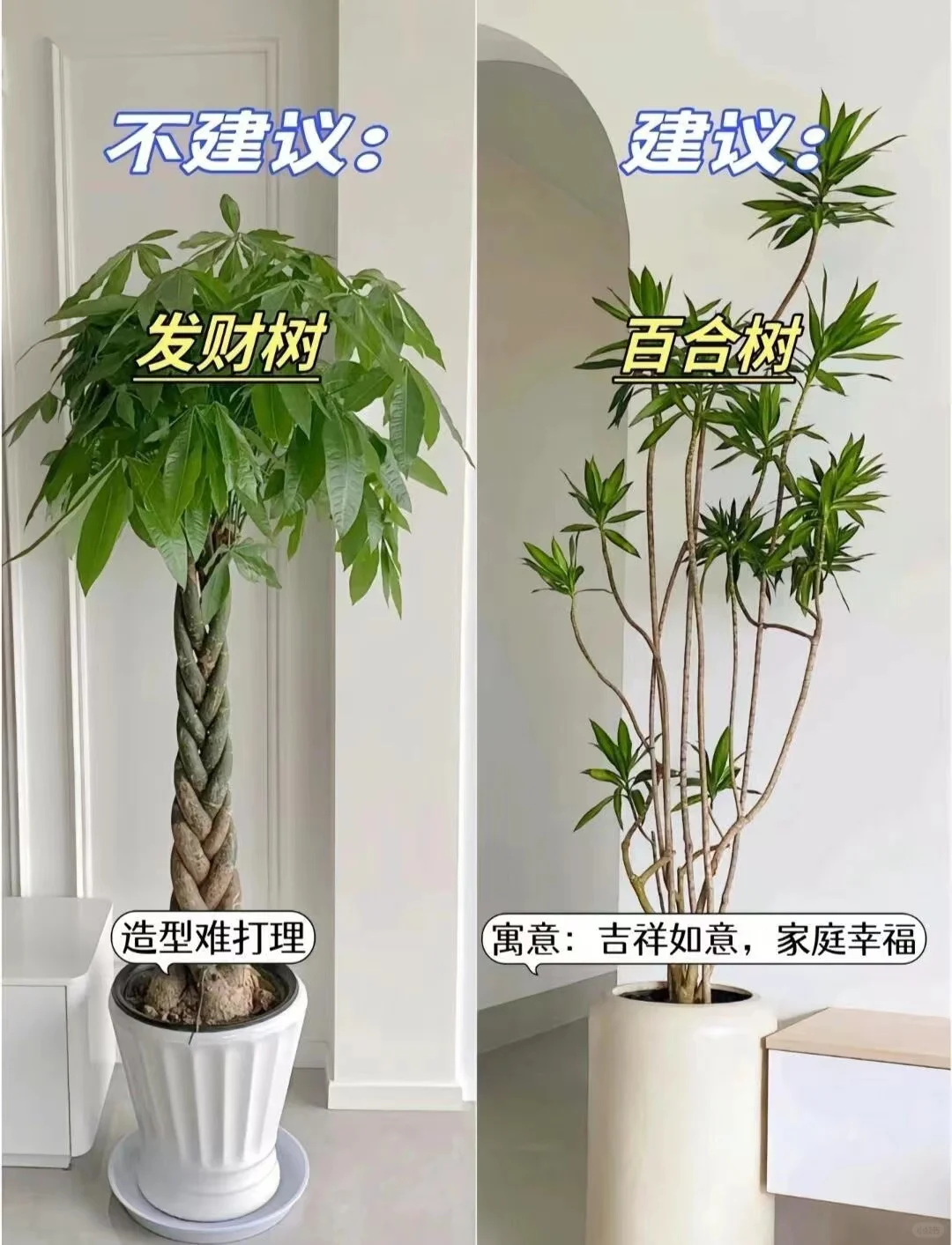 超适合家里养的几种网红植物，懒人必备绿植
