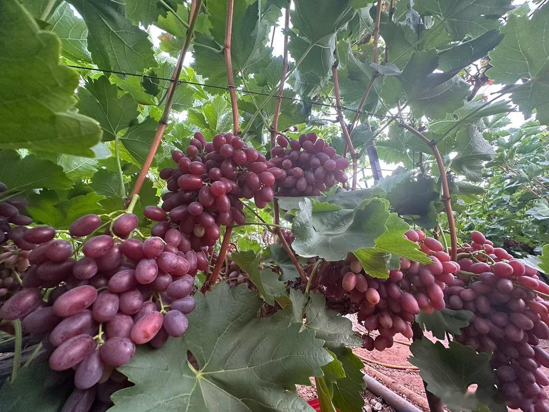 哇喔，西昌的葡萄🍇就是培养得好，一定会卖个好价钱，这看着都不错！ 成都