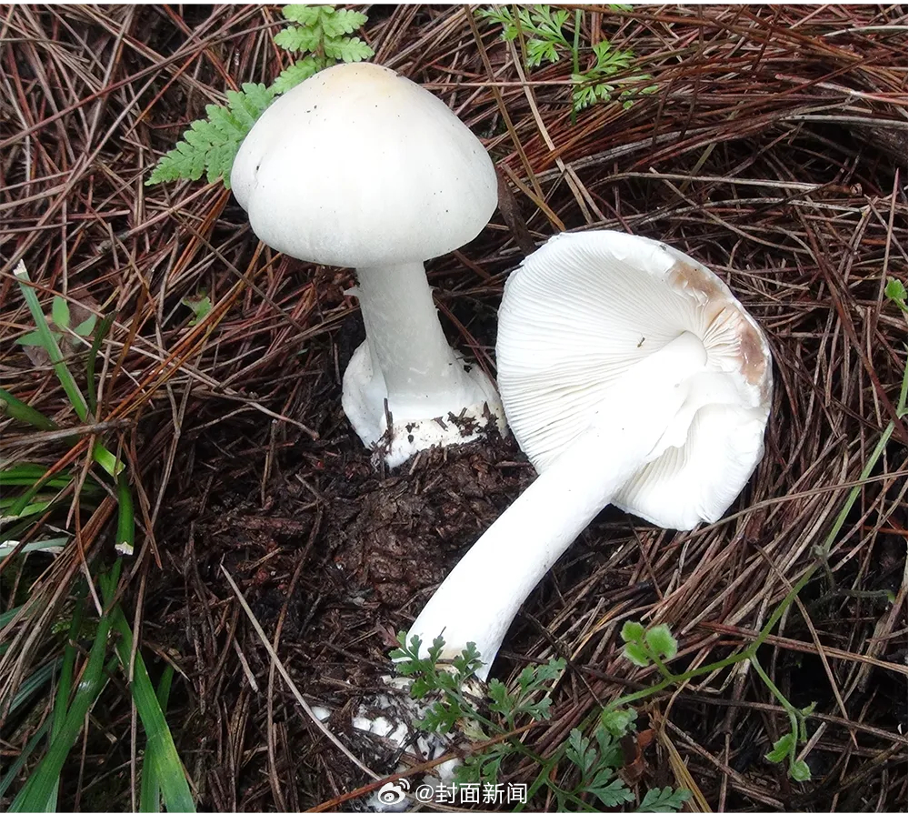 【#一家4口疑误食鹅膏菌中毒一人身亡#】6月19日，家住四川省攀枝花市米易县草场