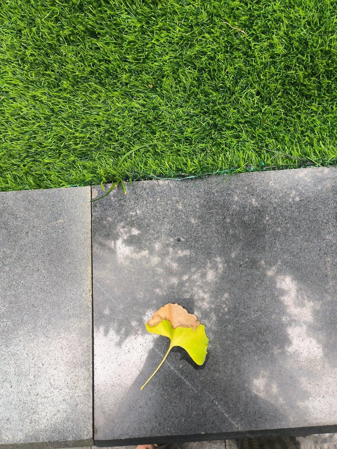 八月，秋初，阳光灿烂，却不是那种晒的人遭不住的热了银杏，叶舞，半黄半绿，已是秋意