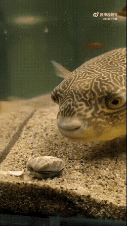 不敢相信，
这样的壳，
它还可以要开完。