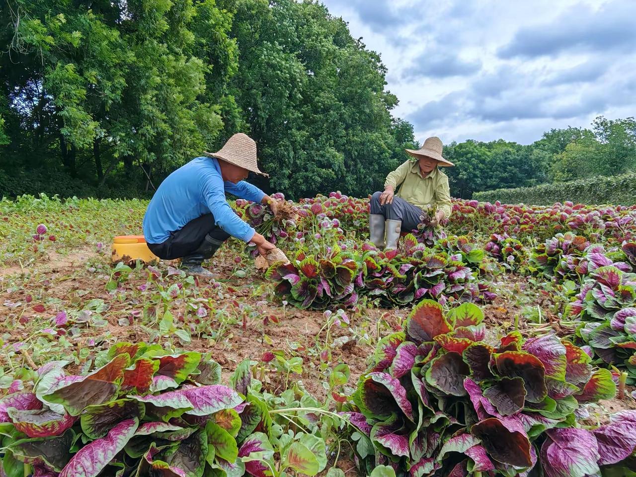 云梦鲜菜迎夏收 苋菜新鲜上市。2026年7月5日，湖北省入伏前夕的云梦乡间，连片