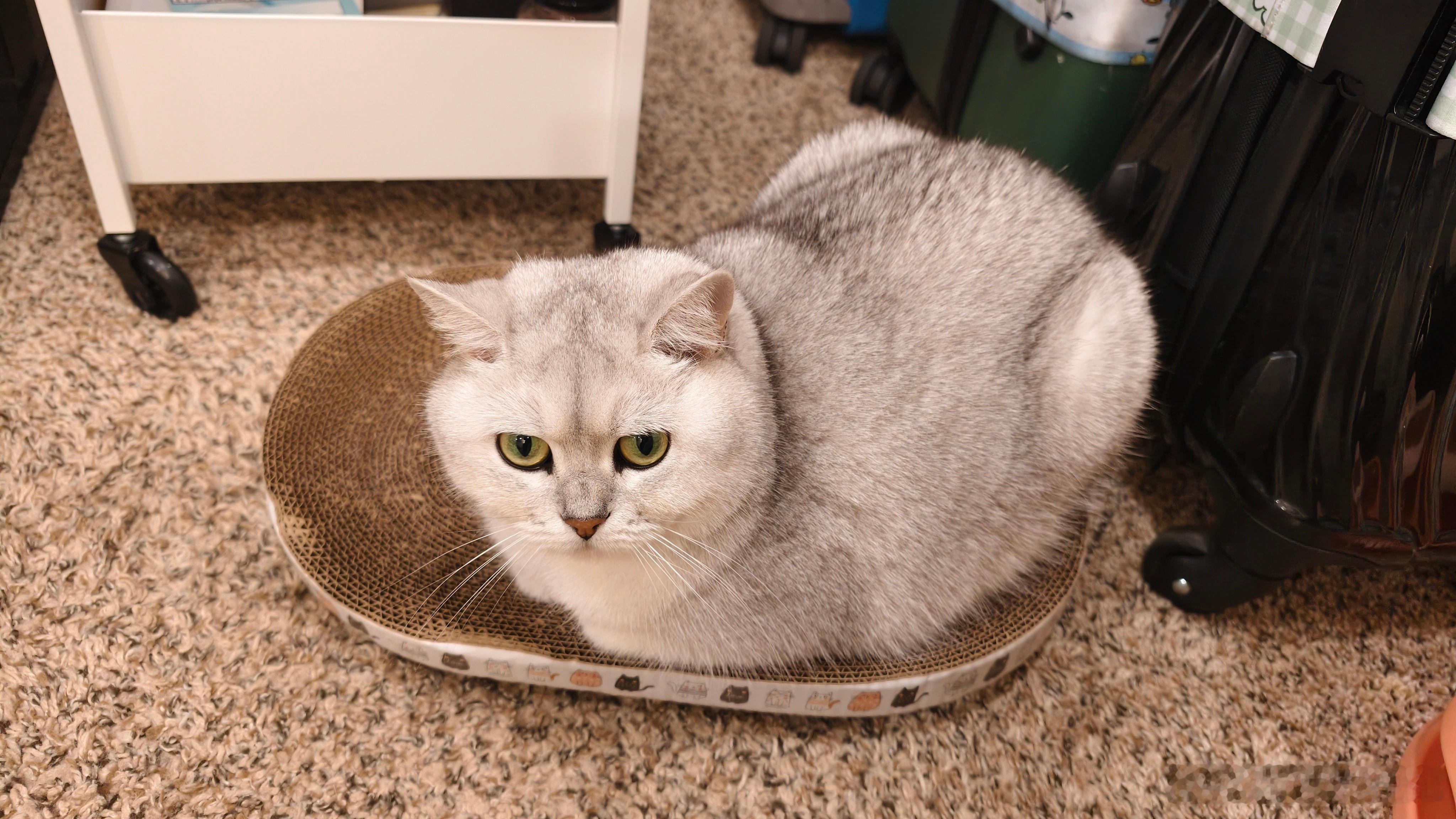 给你们看看我妹养的大肥🐱 