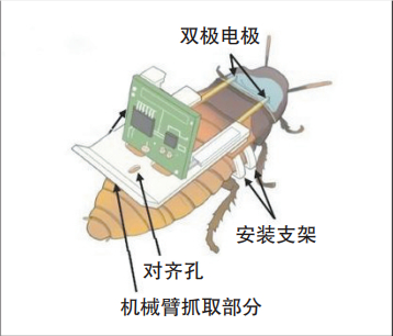 【法媒：“机械蟑螂”助力地震救援】科学家研发出机械蟑螂助力地震救援据环球时报，法