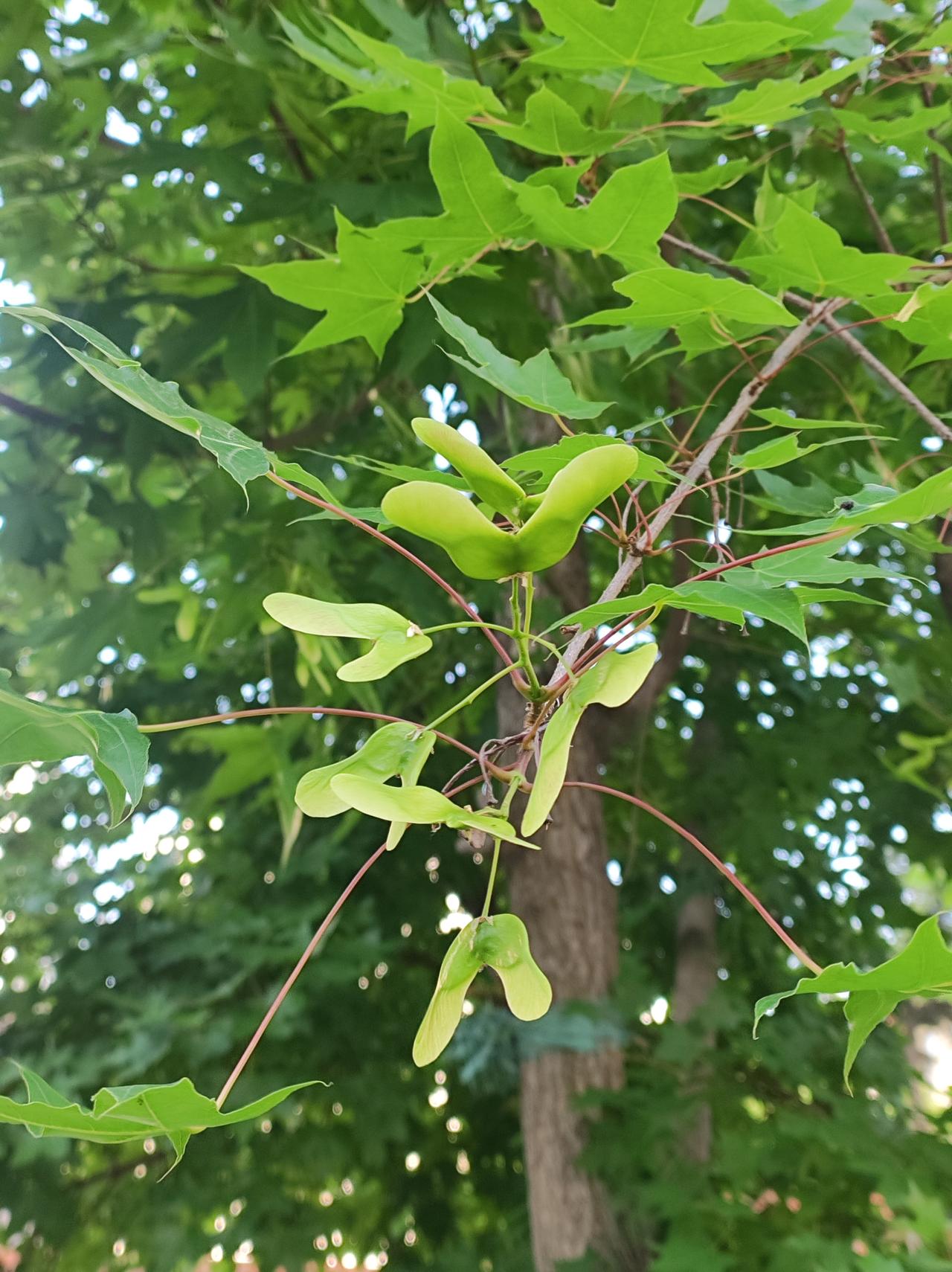 枫树的果实
枫树的叶子漂亮，霜染后红如火更漂亮。
昨天才发现有三种:  一种春天