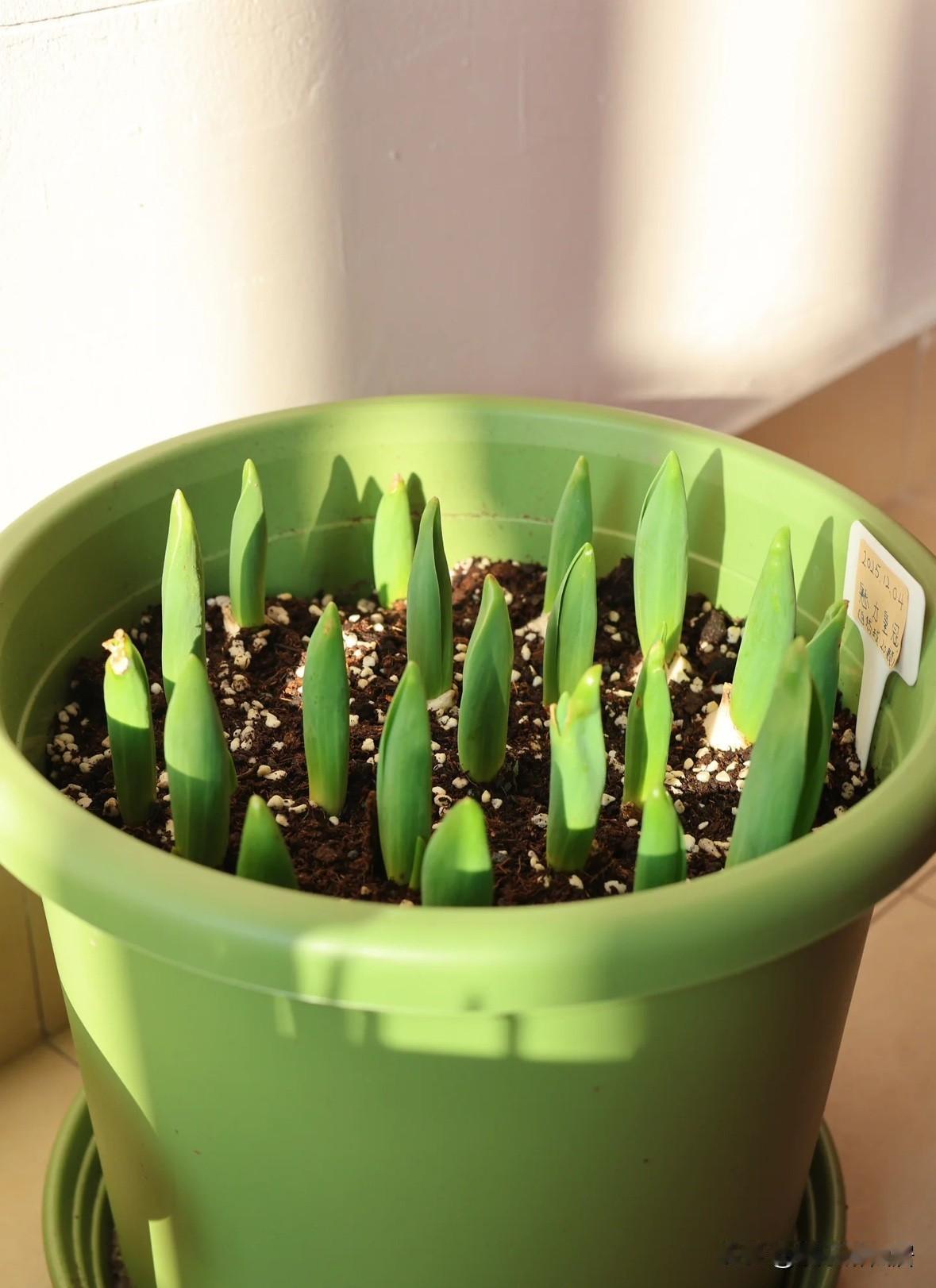 记录我的2026难得出来太阳，搬出来晒晒太阳吧，可爱又美丽的郁金香