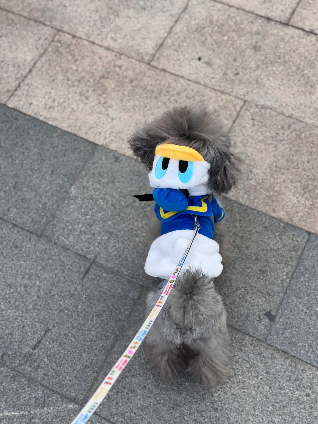 1.8带狗去新疆 1.16回 找搭子 已成团！！