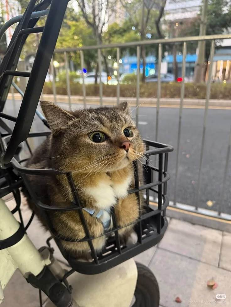 🐈 