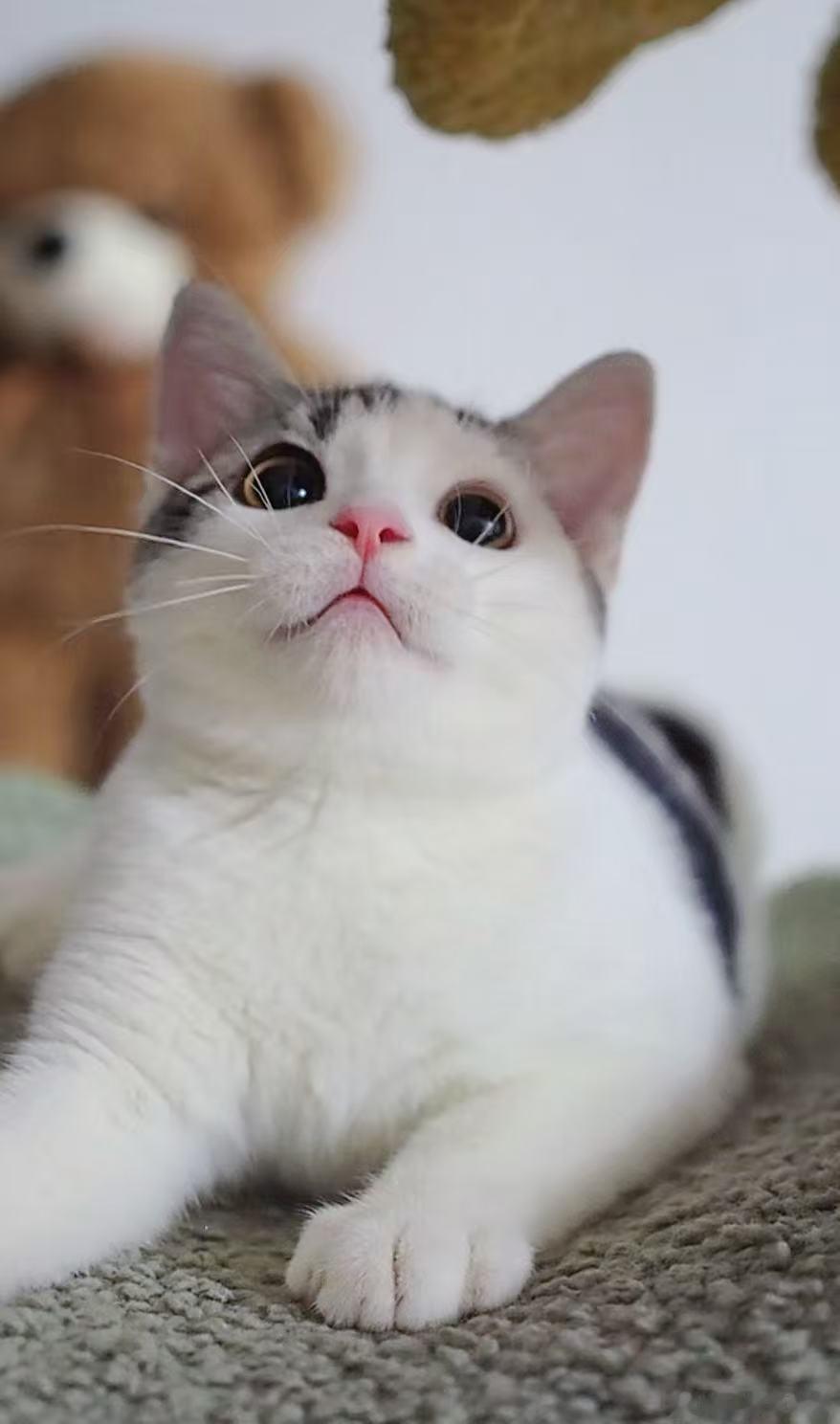 猫咪骂骂咧咧就是不跑猫咪骂骂咧咧的时候，胡须抖得像小天线，尾巴尖儿甩啊甩的，嘴里