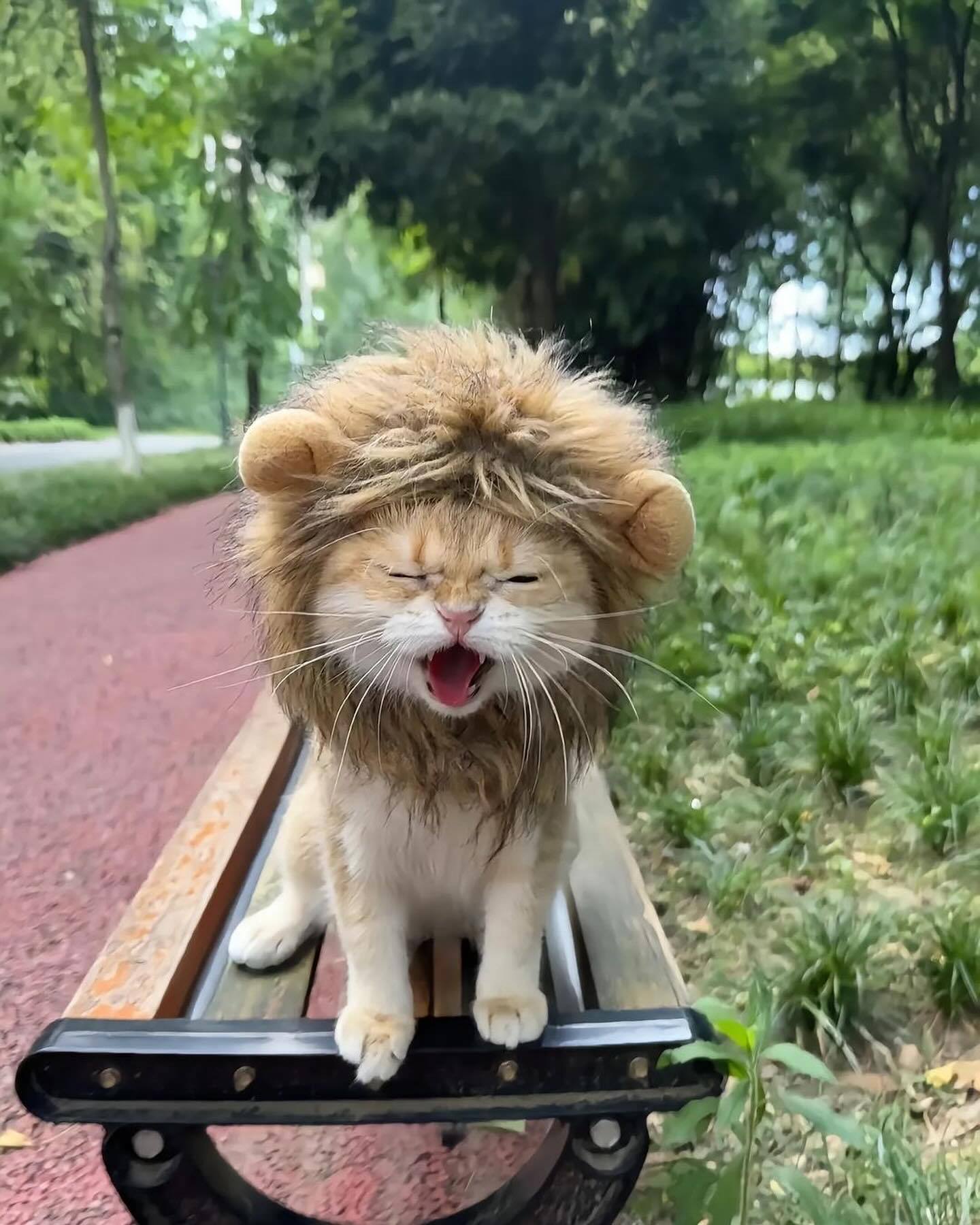 嗷呜～我是森林之王👊