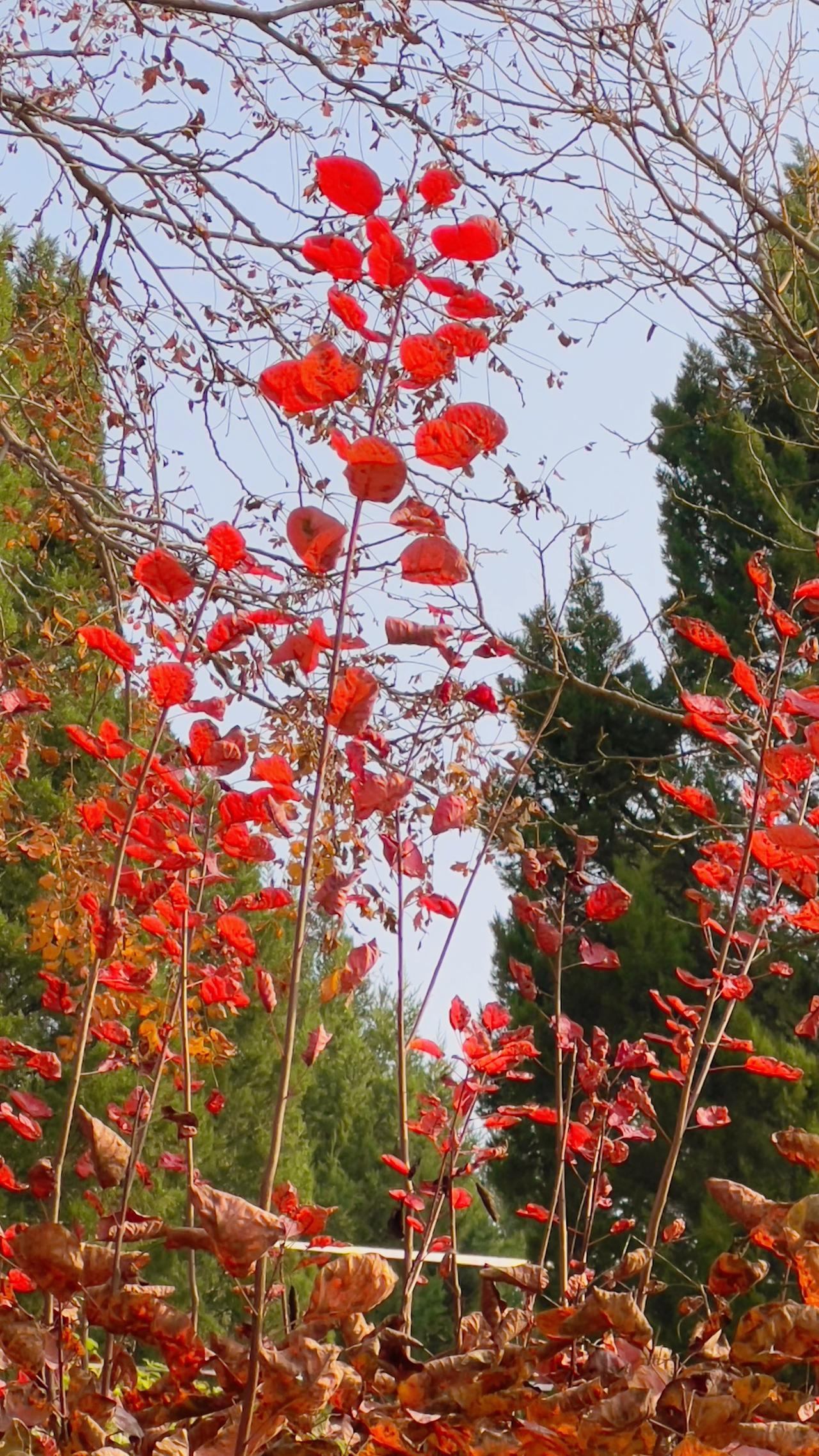 可以分享一张秋景树叶的的照片吗