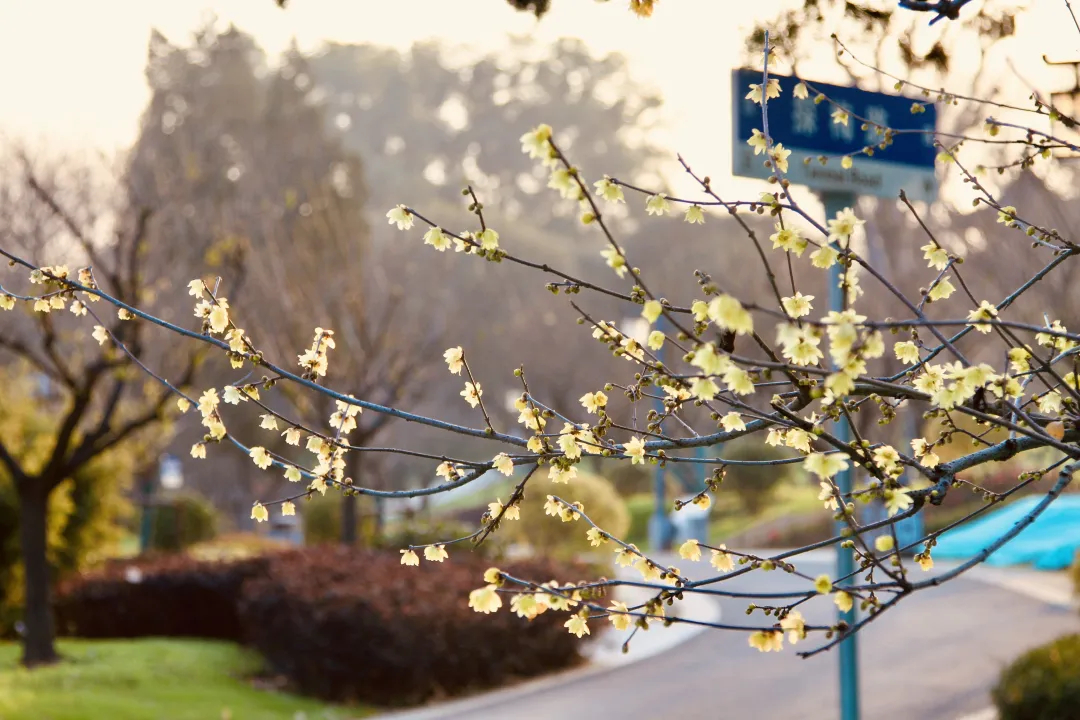 蜡梅盛开，香飘全城。2026年1月1日，伴着园内蜡梅的悄然绽放，武汉东湖梅园正式