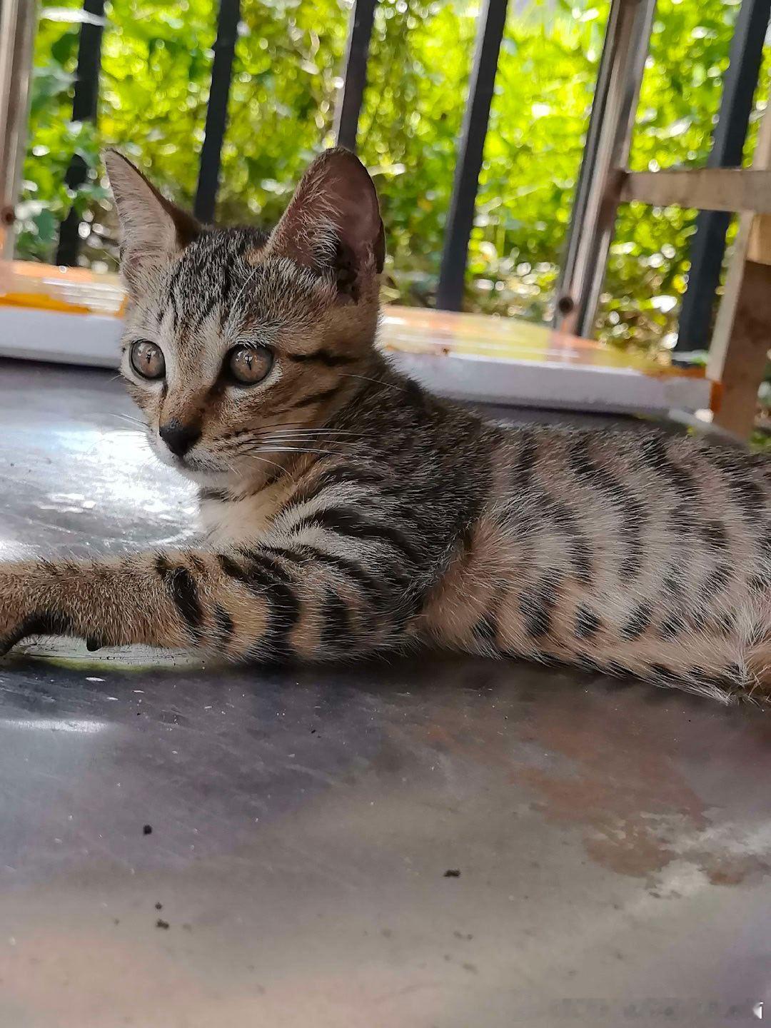 广州领养 ❤️广东领养 ❤️流浪猫领养 广州华南理工大学城校区找主人目测两个月大