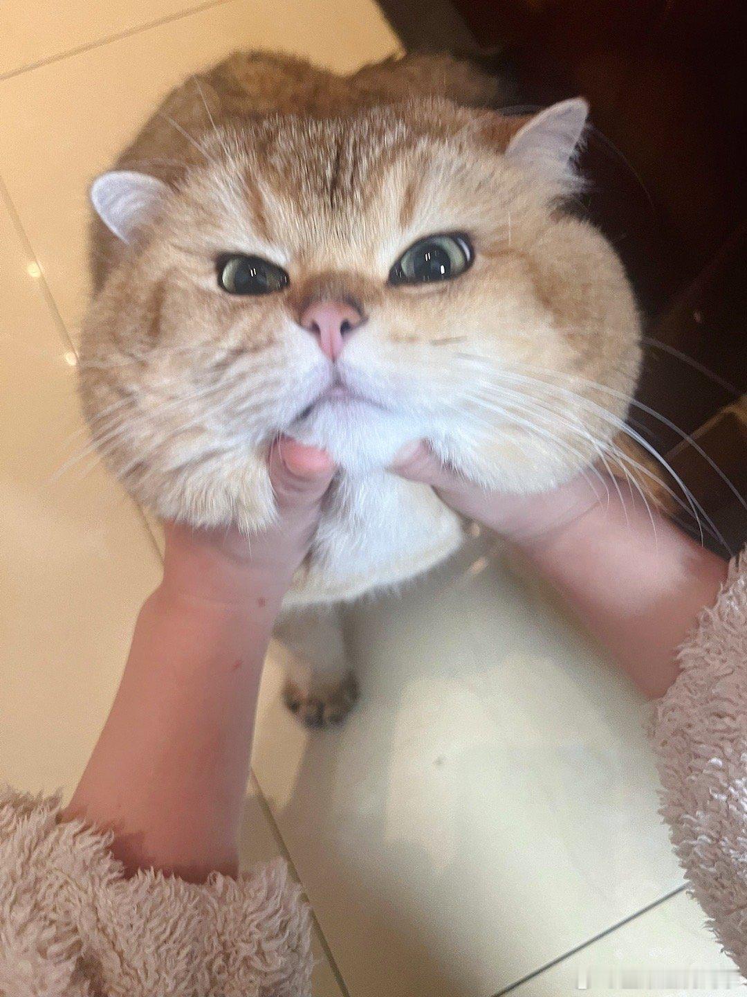 感冒越来越难受了[可怜]#萌宠闹新春##猫咪# ​​​