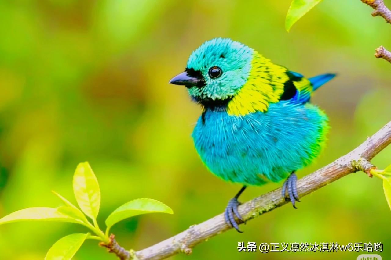 蓝黄相间的鹦鹉，惊艳的羽毛，自然之美！🦜[赞][来看我]