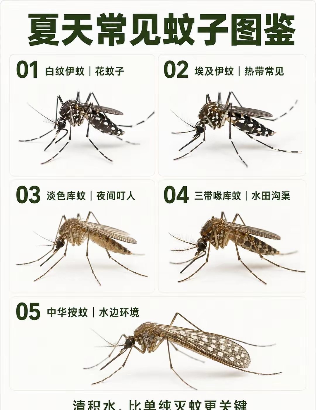 蚊子 