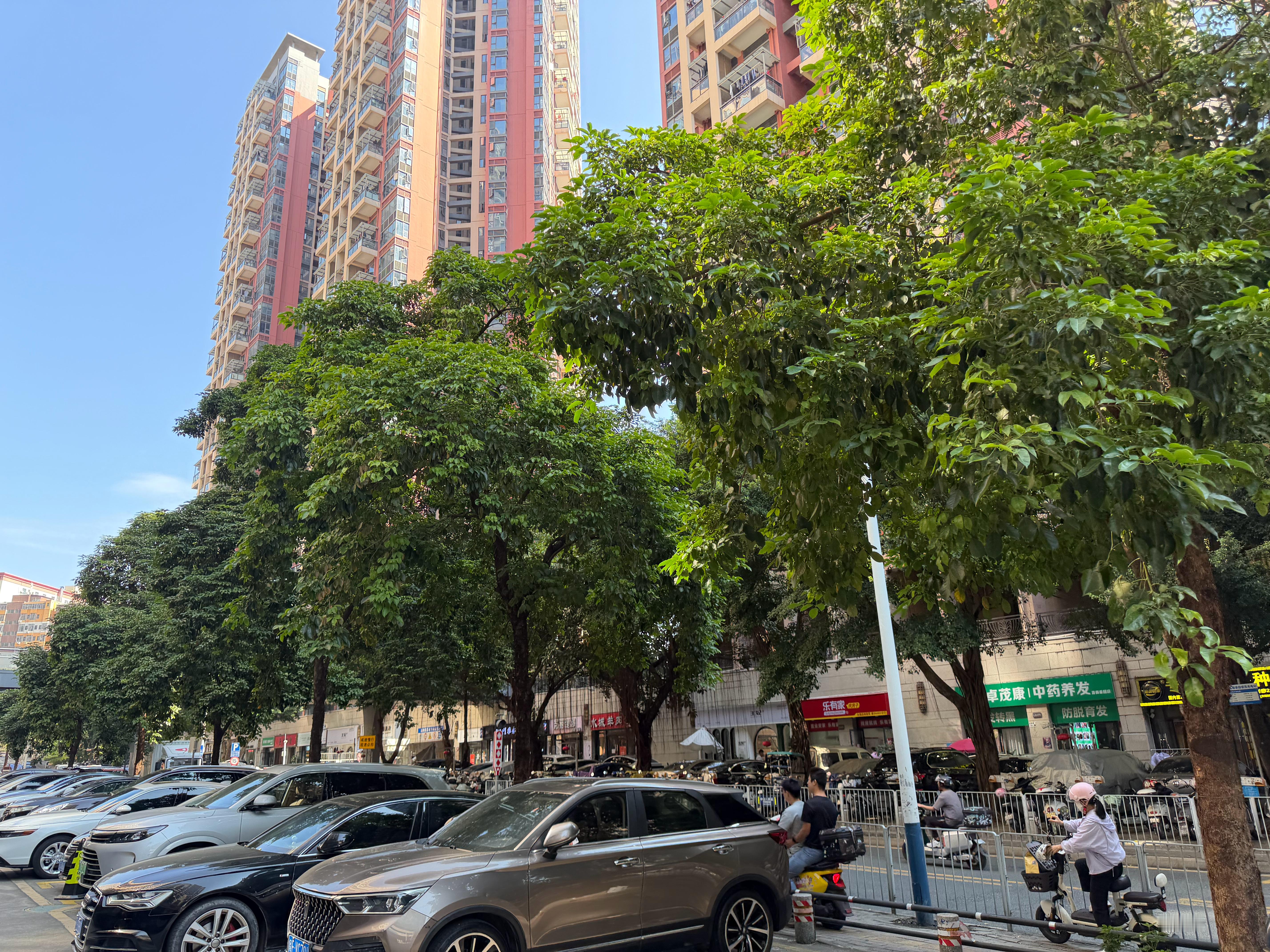 冬天了，深圳的树叶还是那么旺盛 