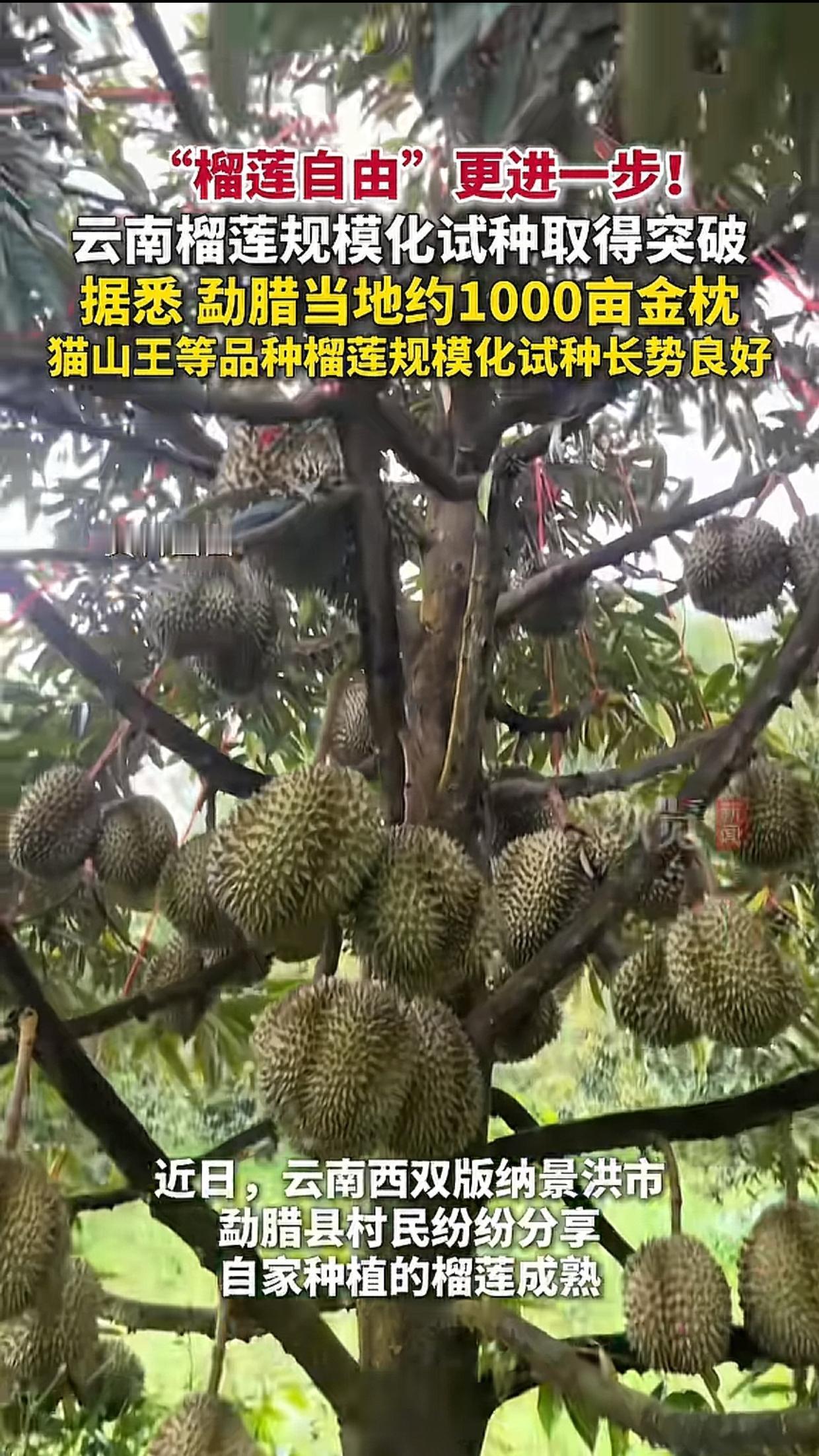 榴莲爱好者们！！！我们离榴莲自由更进一步！
云南榴莲规模化试种取得突破据悉勐腊当