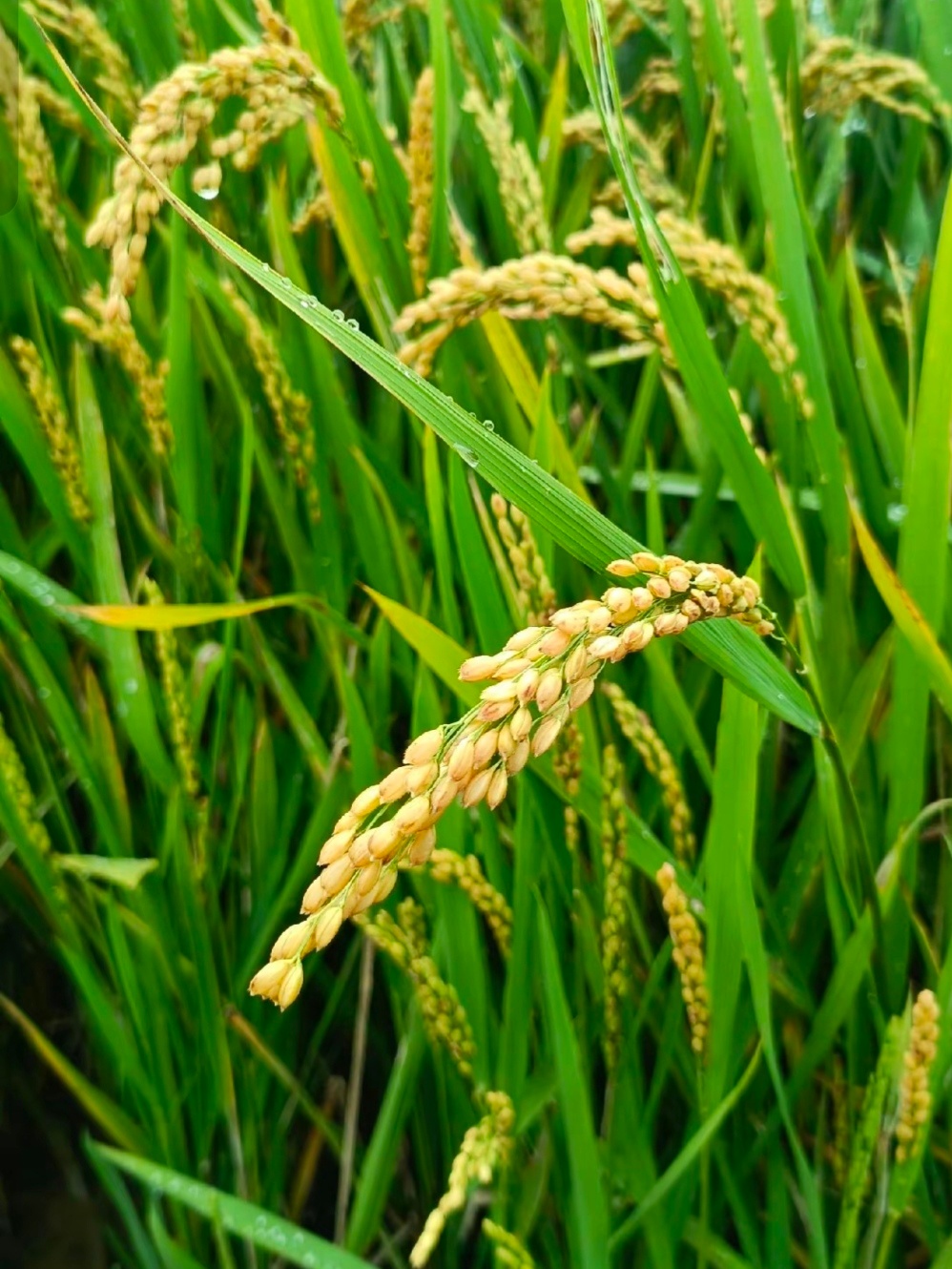 驴友🌾✨🌾忙碌的周一让人喘不过气盛夏的炎热让人心情非常的烦躁😅下班傍晚的时