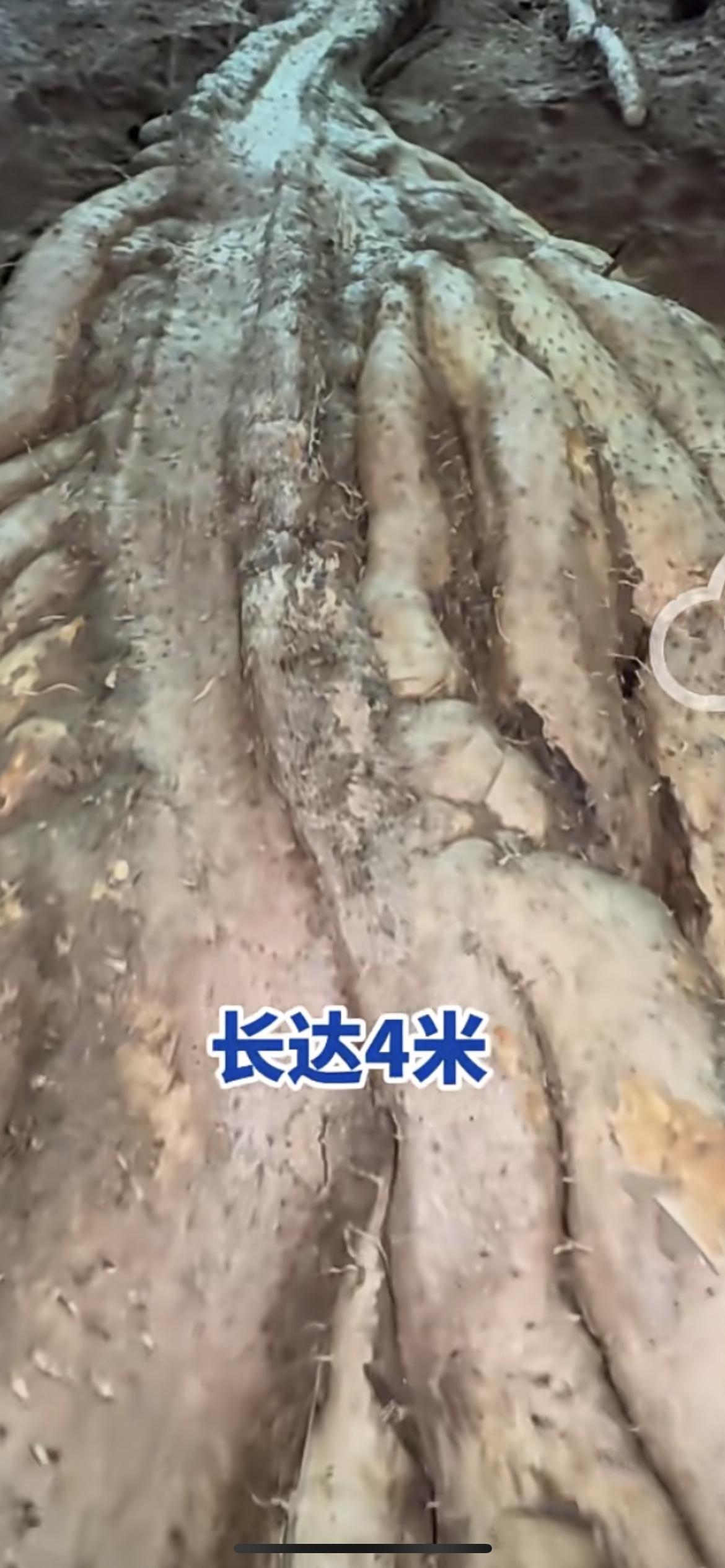 西双版纳男子挖出80斤巨型野山药，长达4米 可卖近5000元 挖了5米多的深坑，