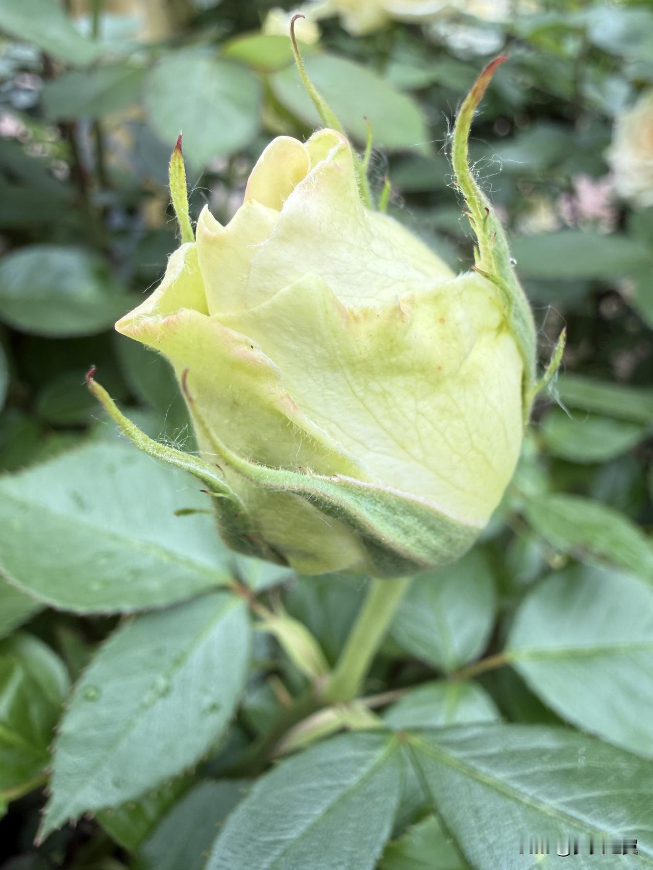 【小对联】
上：……？
下：故人。