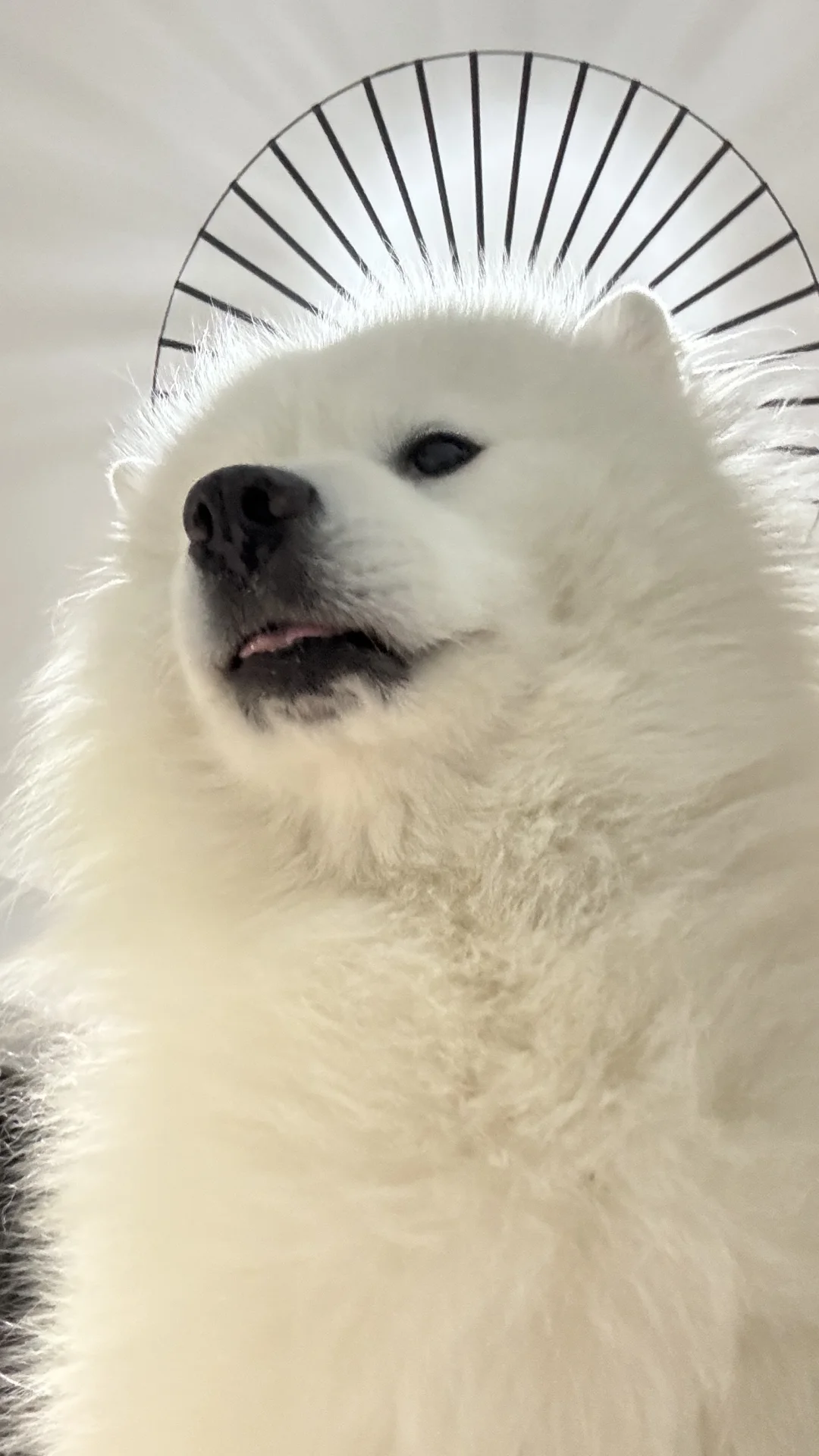 声音打开能听到小狗打嗝