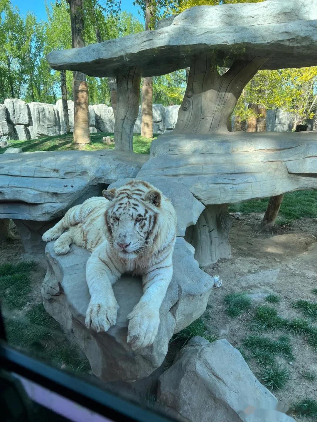 北京大兴的北京野生动物园。因为这里很大有很多来自世界各地的珍xi野生动物，基本都