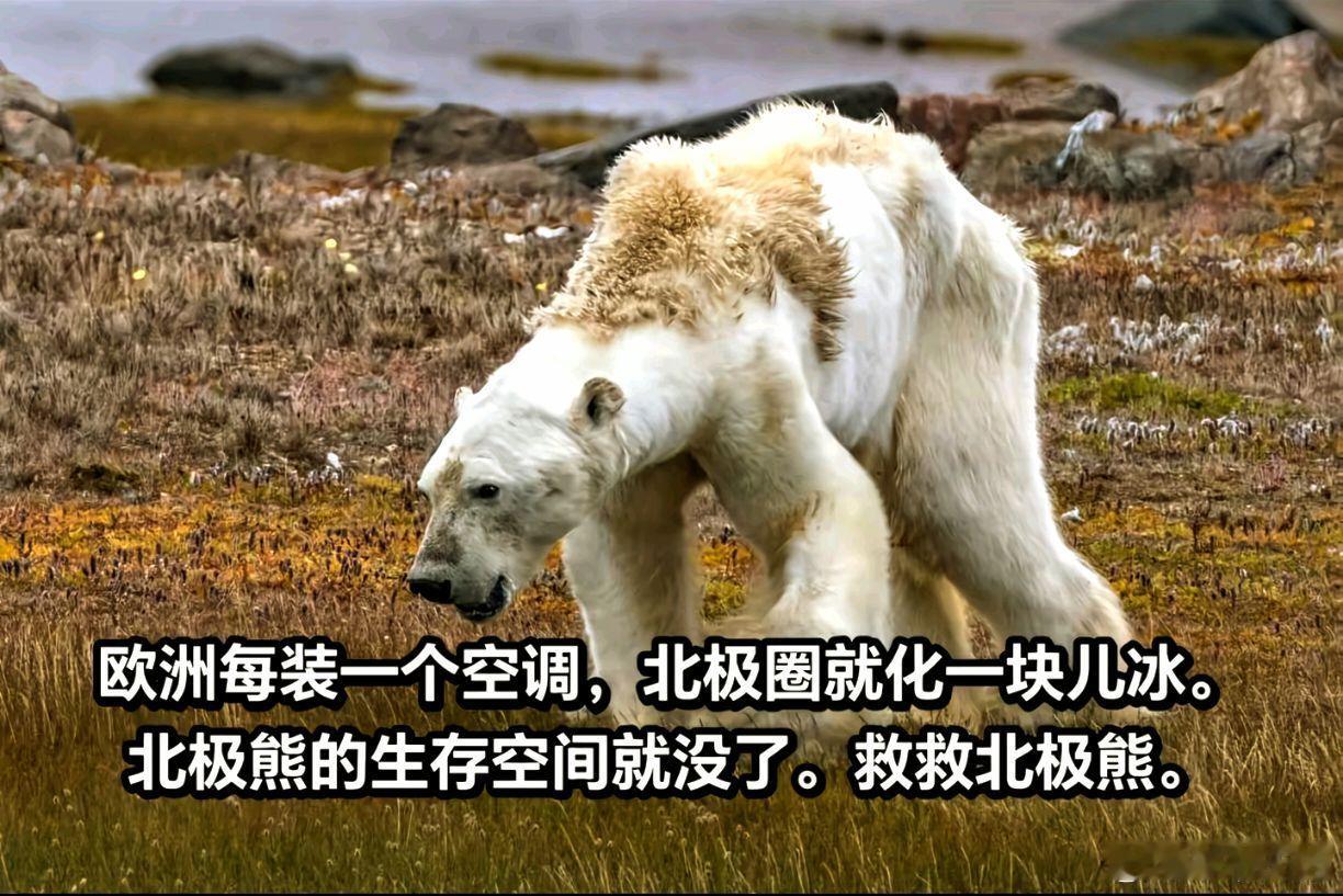 哈哈哈哈哈，欧洲人请放过北极熊🤣 