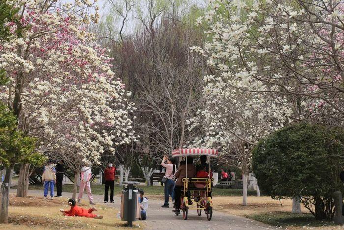 3000余株玉兰盛放，济南植物园进入最美赏花季！随着春日气温稳步回升，济南植物园
