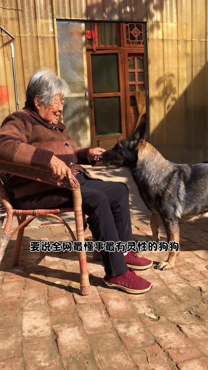 要说全网最懂事、最有灵性的狗狗，毫无疑问一定是灰宝。作为陪伴独居老奶奶长大的东德