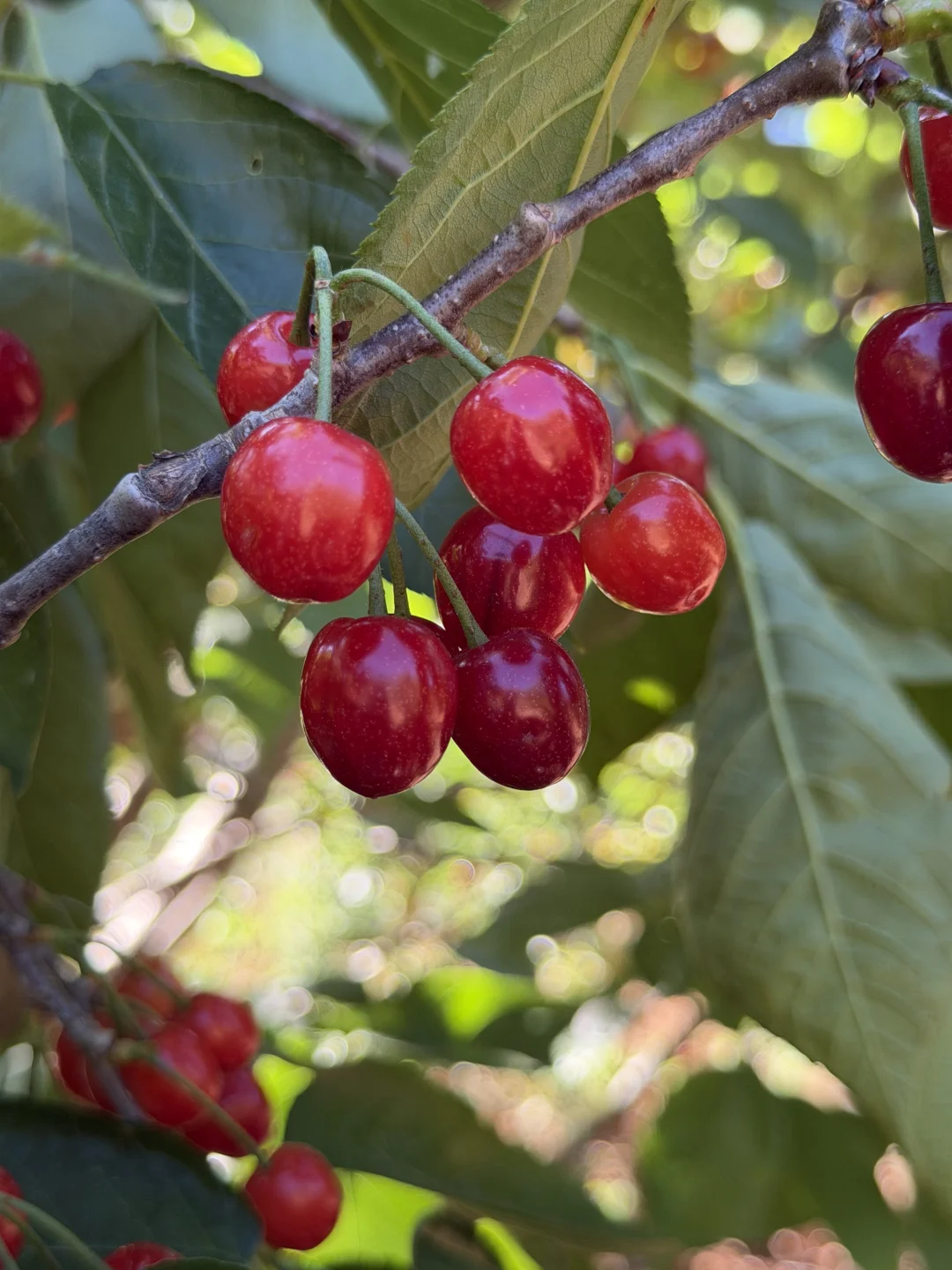 大山深处的原生态小樱桃，吃出儿时的滋味