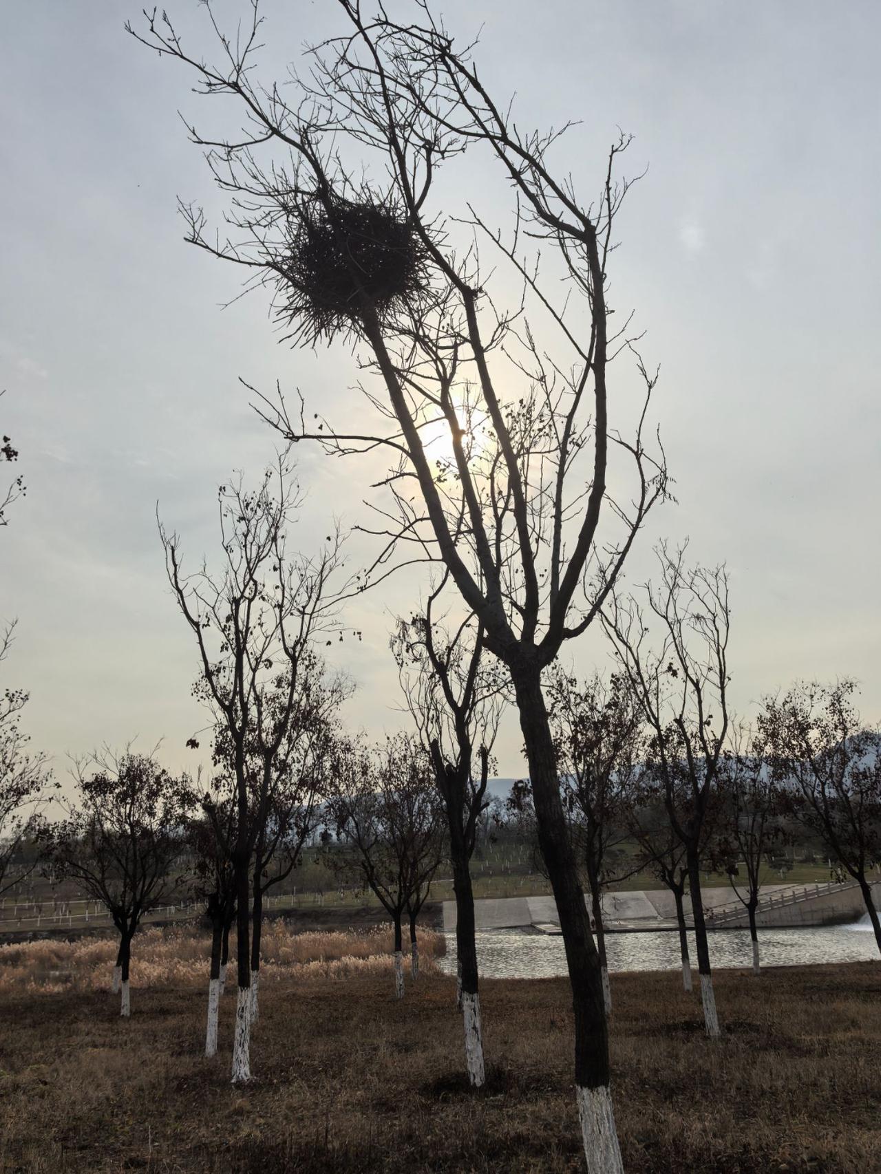 冬日里，阳光温柔地洒在荒草地，一只喜鹊窝静静地悬挂在树上，像是被镀上了一层金边。