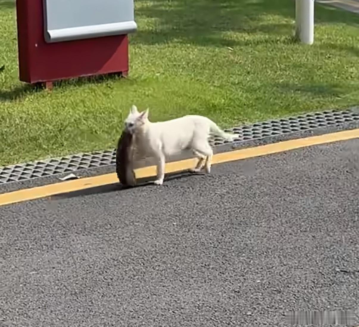 猫咪硬生生在小区绕了8圈才回家猫咪：看见了吗，我捉的老鼠堪比钓鱼佬钓到大鱼，恨不
