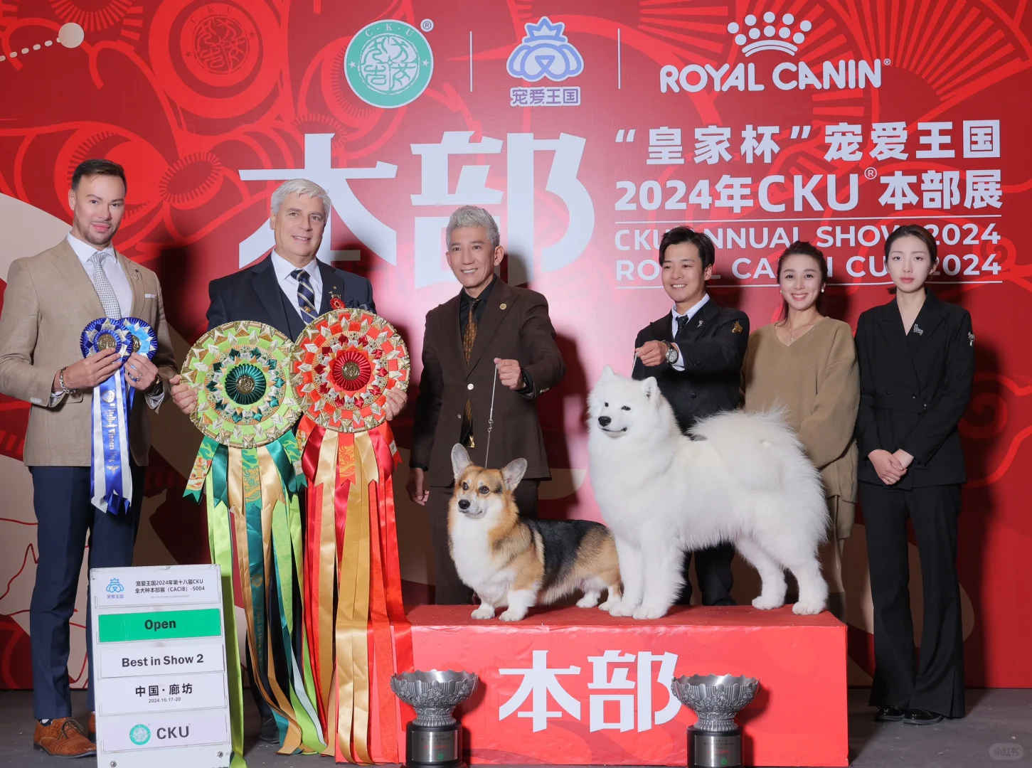 2024 年 CKU 本部展正赛： 柯基犬“Tiger”与萨摩耶犬“春...