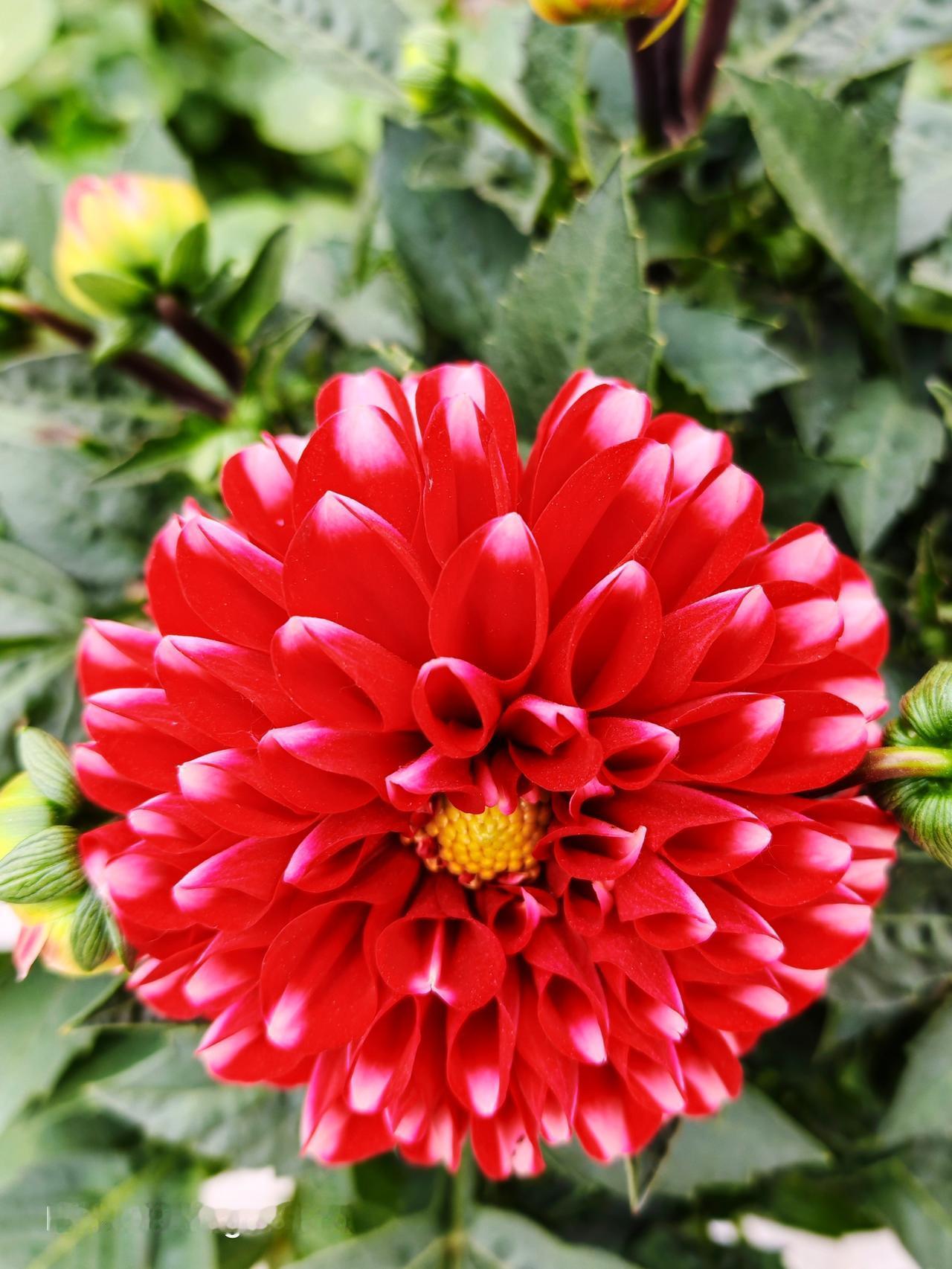 漷县大集真是个宝藏地！每次去都有新发现，这次就被大丽花狠狠吸引了。
在集市的花卉