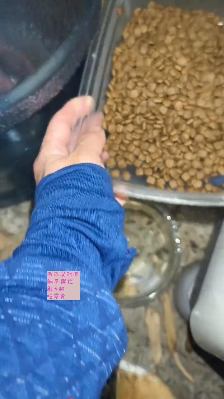 喂流浪猫能保持体重吗？
当您提着猫粮和水走在一个又一个投喂点之间，全年无休，再也
