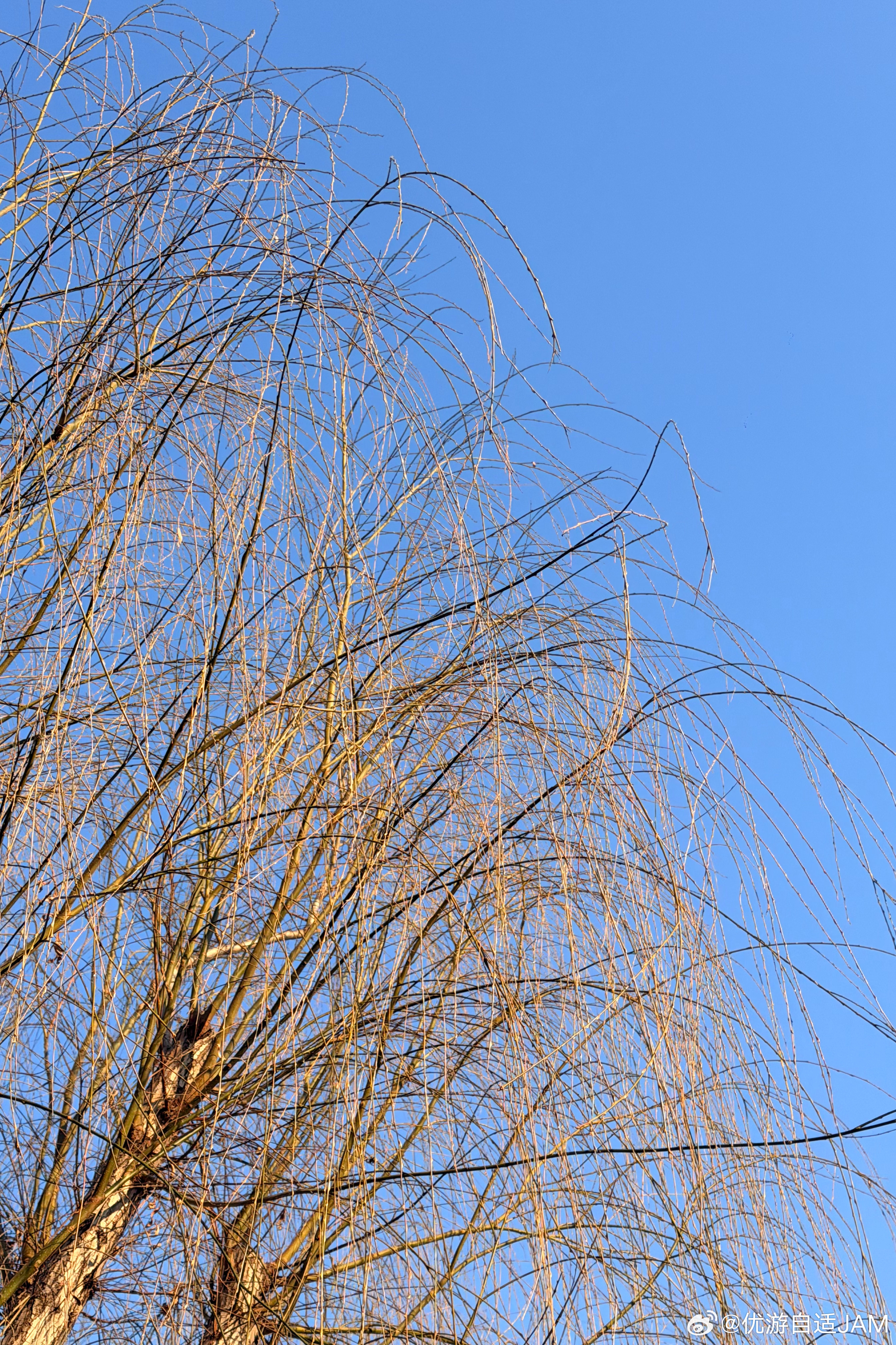 总会被一棵树的张力震撼到春天的树全是生命的张力 