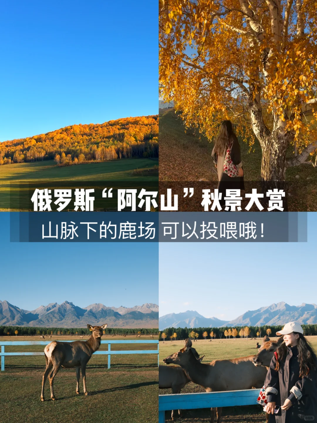 贝加尔湖阿尔山秋景｜山脉脚下的小鹿场⛰️