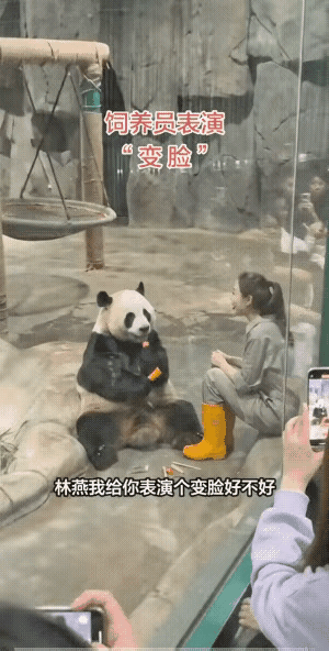 真的太好笑了！
没想到大熊猫胆子这么大，一点都没被猪八戒玩偶吓到，还挺聪明的呢