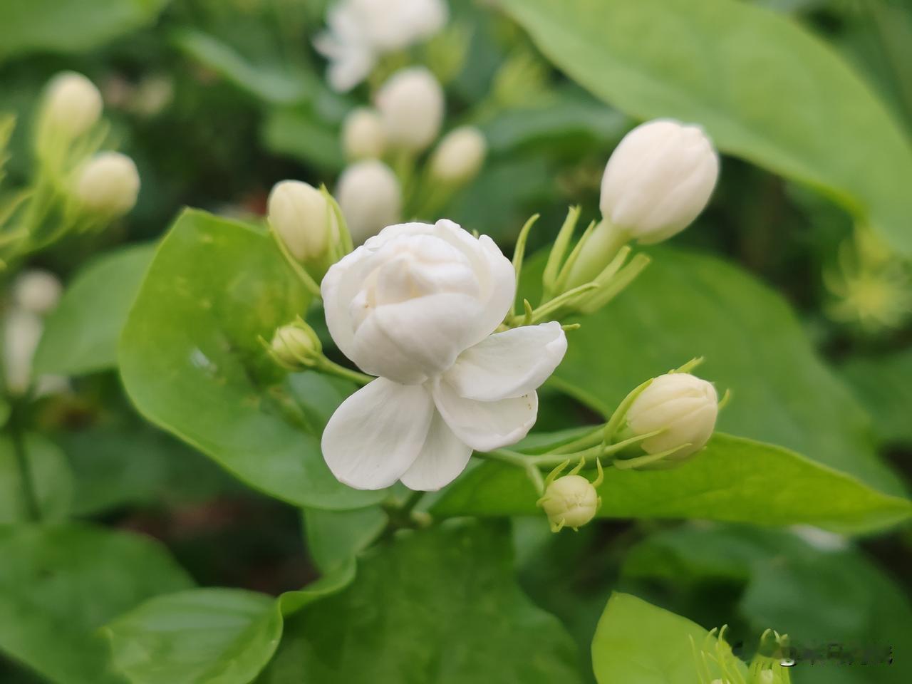 淡淡的清香，令人无比的舒服，闻着闻着就陶醉。