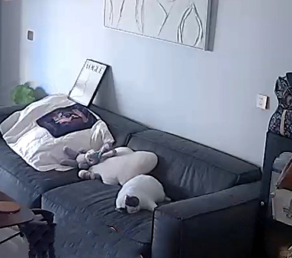 摄像头里看到一只小猪猫在睡觉