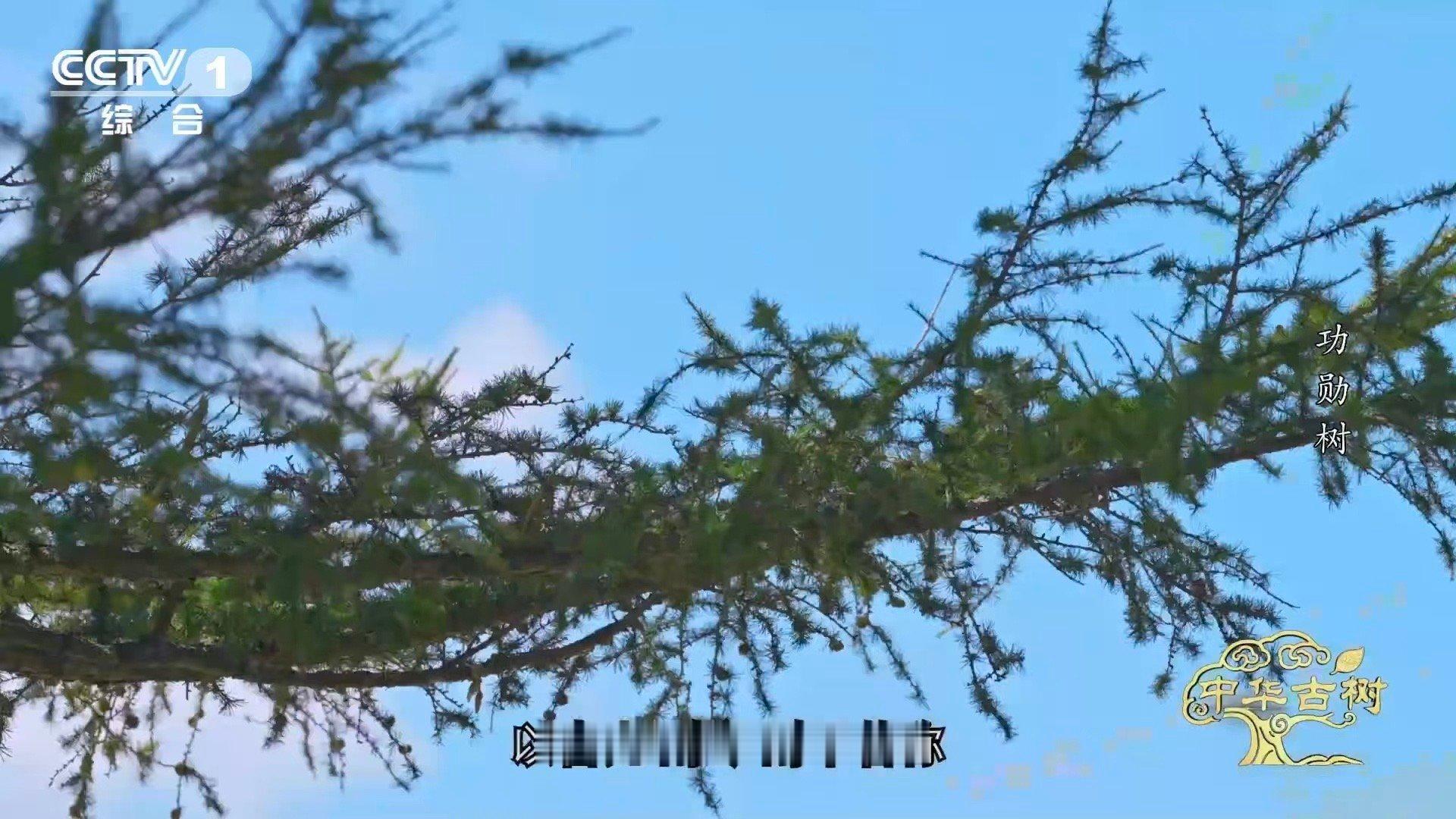 140岁落叶松救活一片荒漠一棵百岁树也能教人种树 昔日塞罕坝荒漠遍野，造林计划一