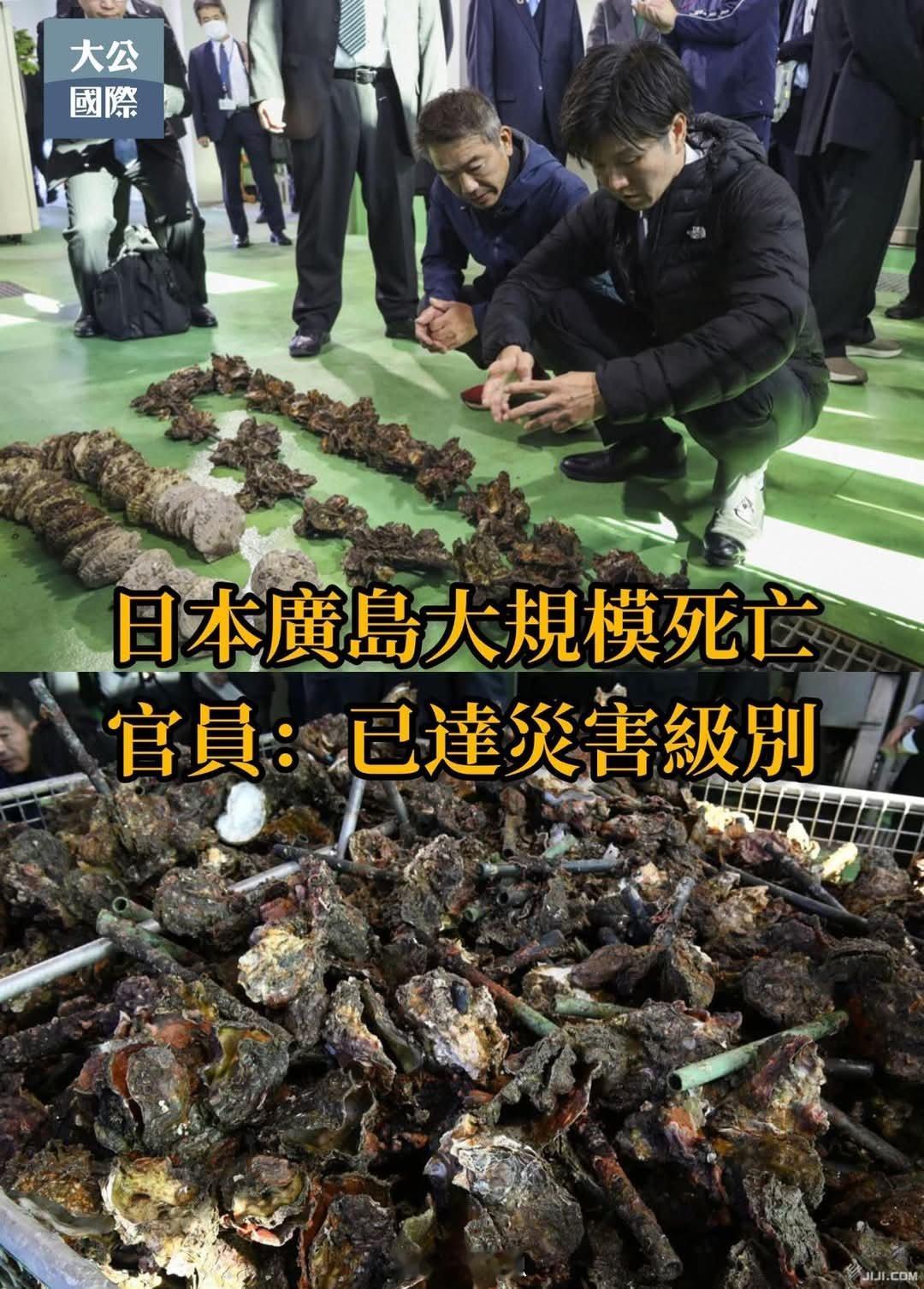 【日本广岛蠔大規模死亡】近日，日本广岛先沿岸地区养殖蠔出現大規模死亡，部分养殖场