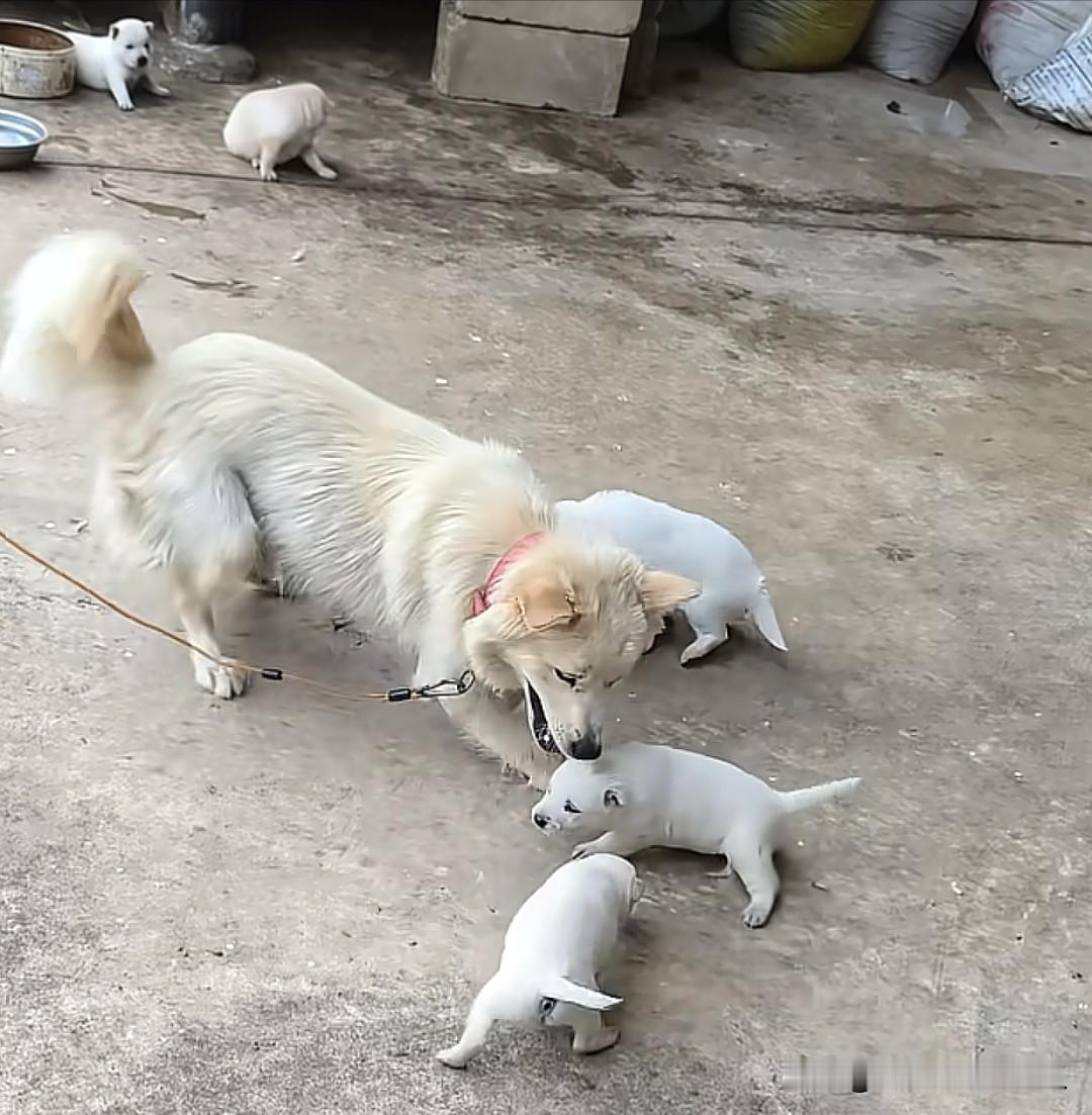 冷知识——狗和猪都吃大便，尤其是狗，不但吃自己的，还吃人类的！而且对于人类的排泄